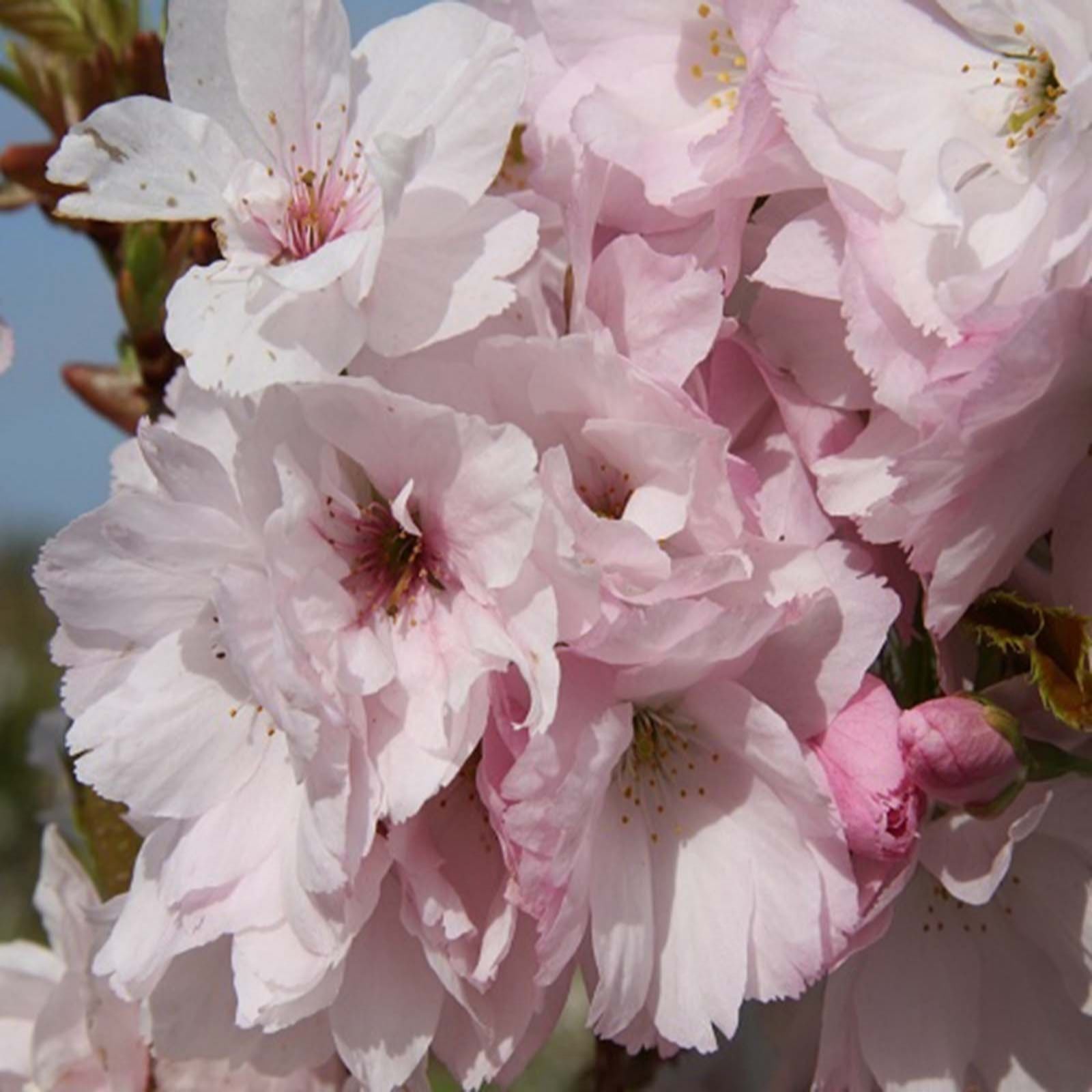 Frank P Matthews Pink Prunus Amanogawa Bare Root