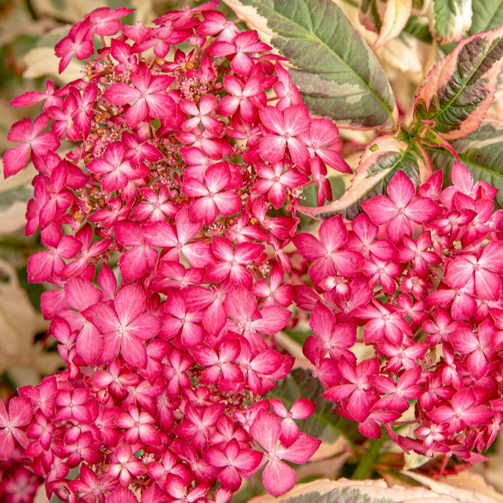 Plants 2 Gardens Pink Plants2gardens Hydrangea Serrata Euphoria 3L