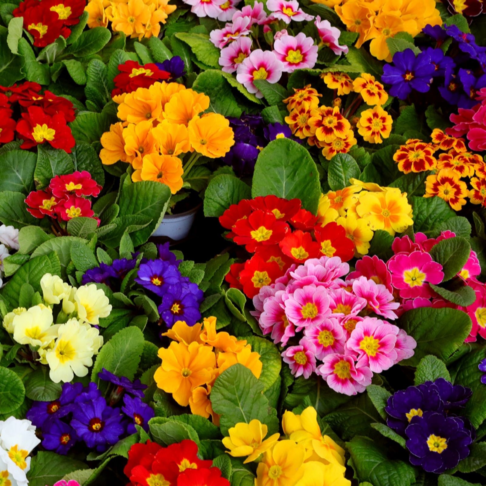 Yougarden Primrose 'Bonelli' Garden Ready Plants X20