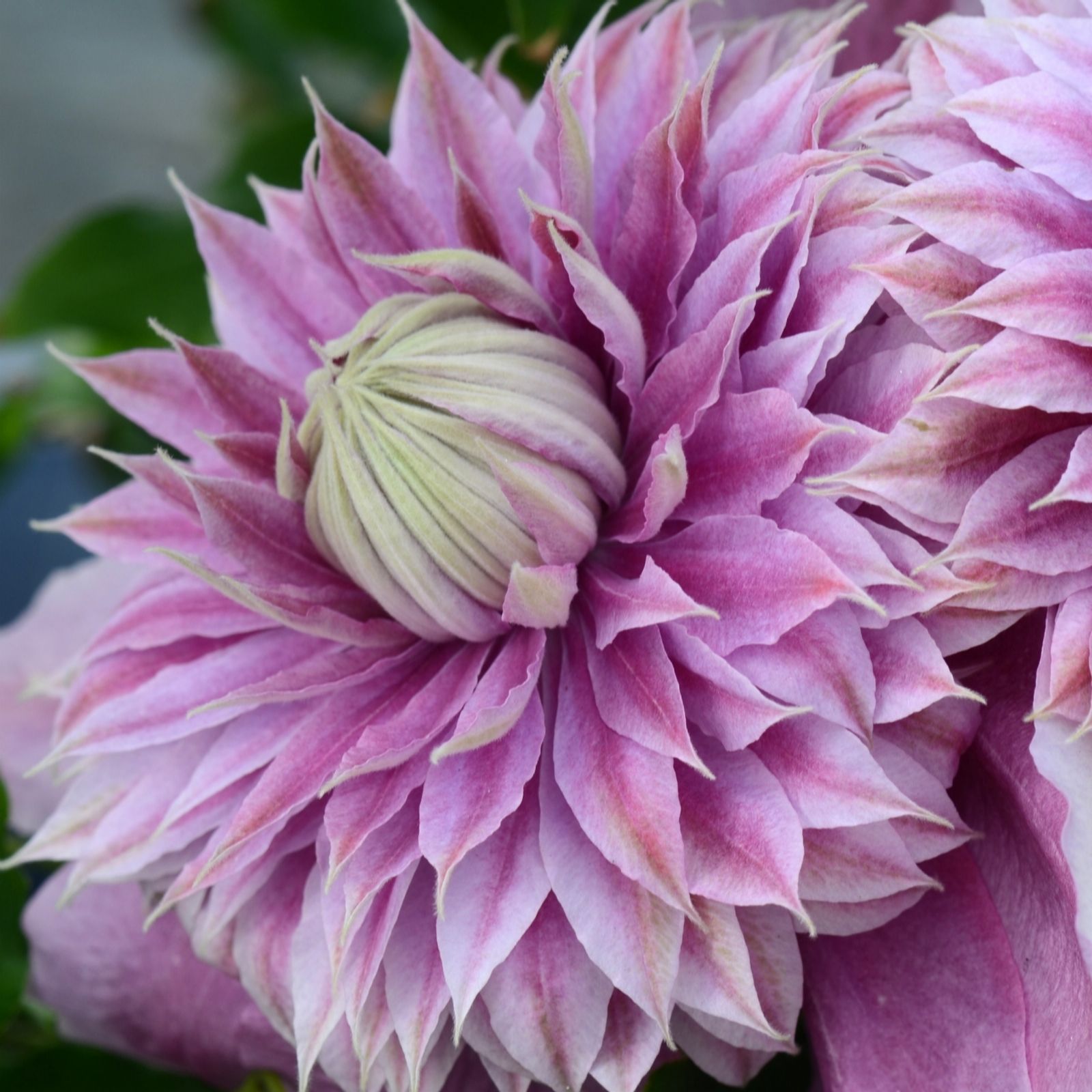 Richard Jackson Pink Richard Jackson's Nursery Fresh Clematis Josephine 1 X3 Litre Pot