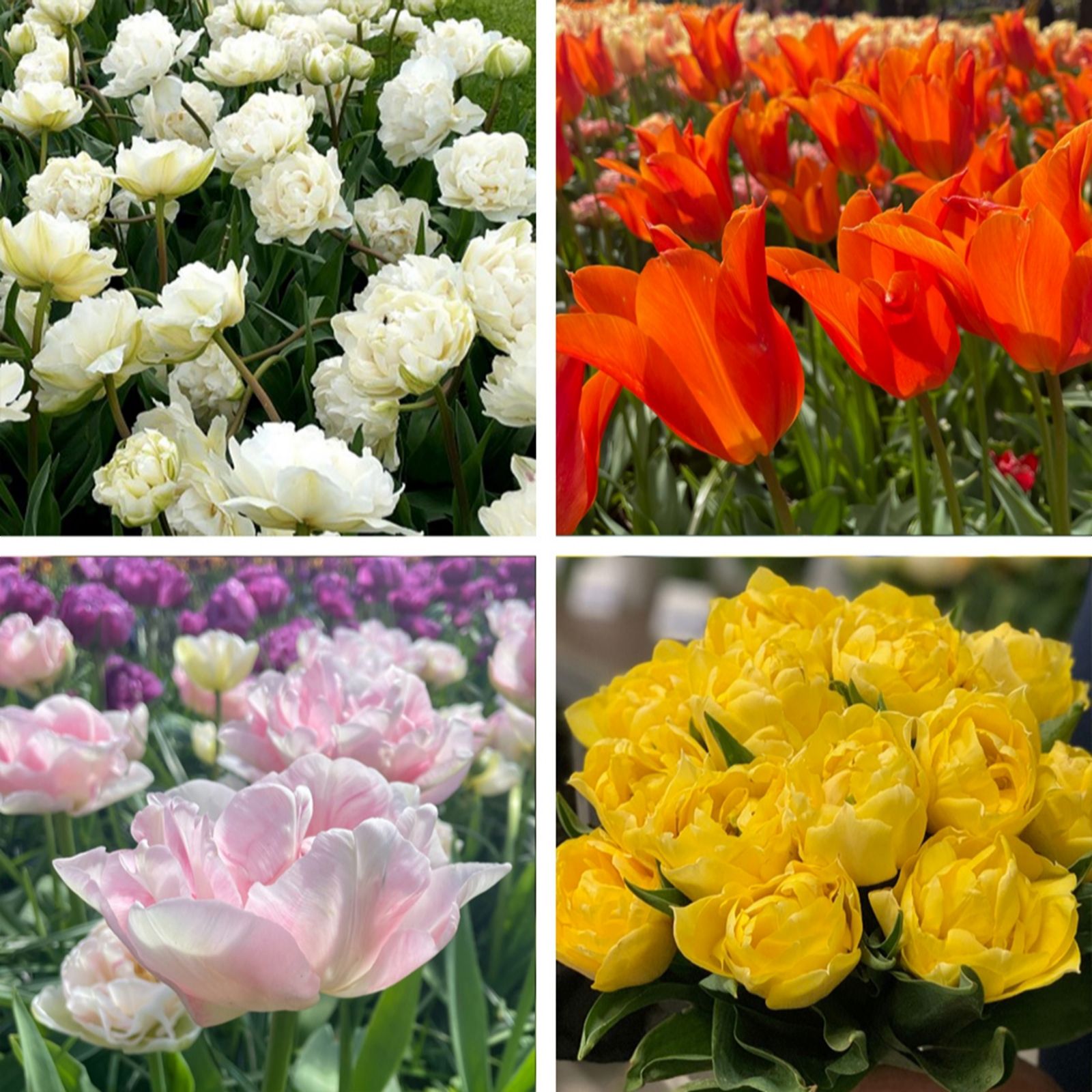 Thompson & Morgan Tulip Super Scented 32 Bulbs