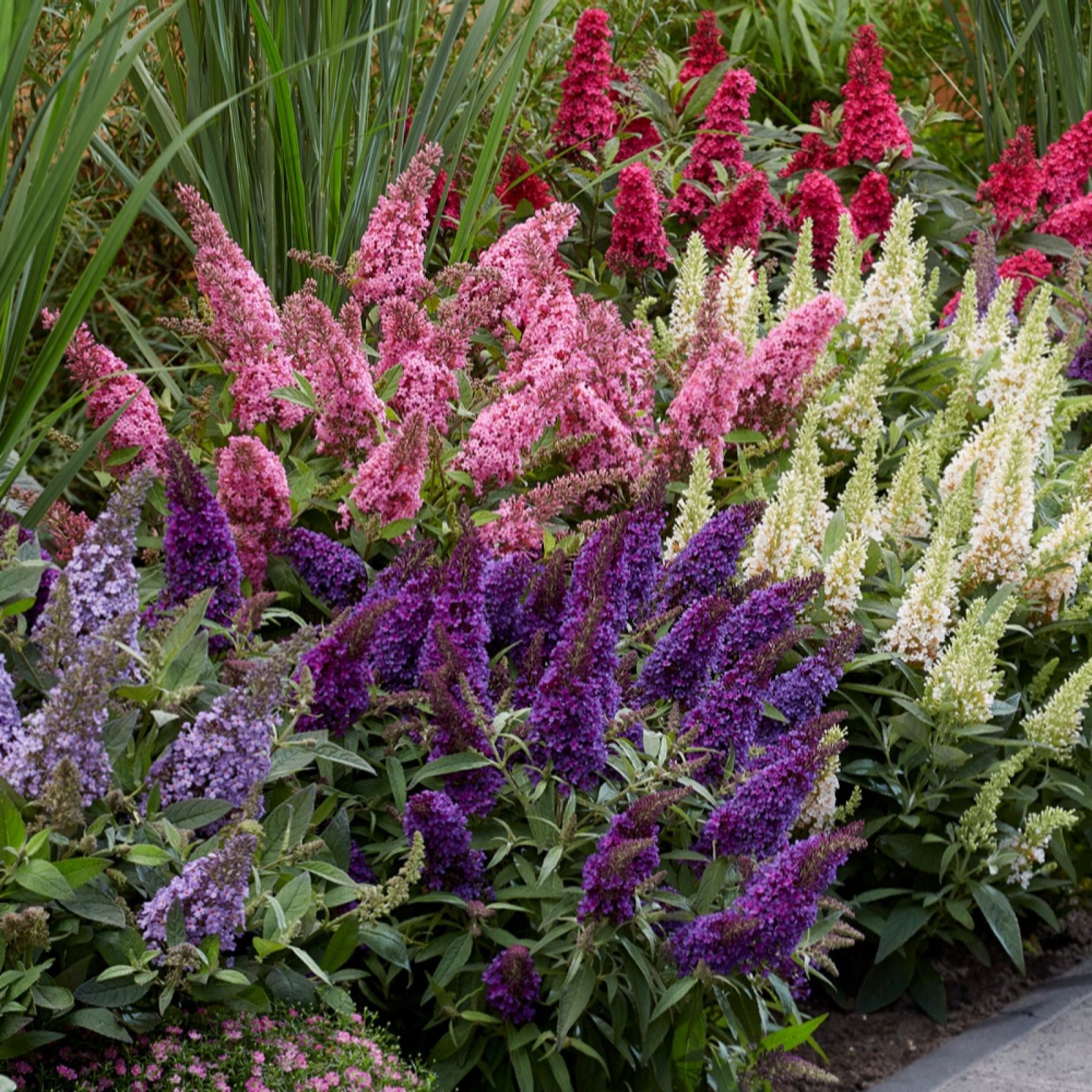 Yougarden White Buddleia Davidii 'Butterfly Candy' Collection In 9Cm Pots X3
