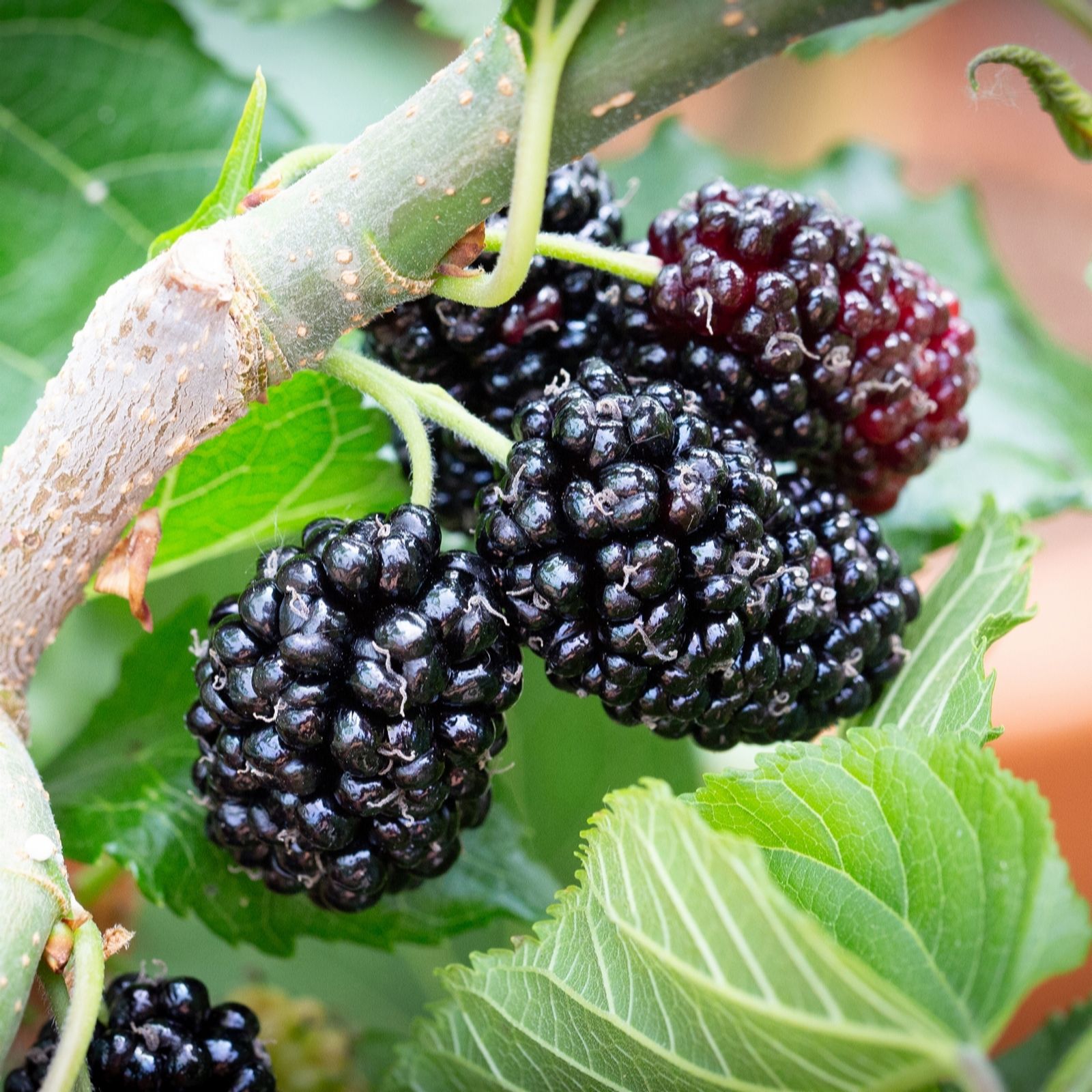 Frank P Matthews Mulberry (Morus) Chelsea (King James) in 12 Litre...