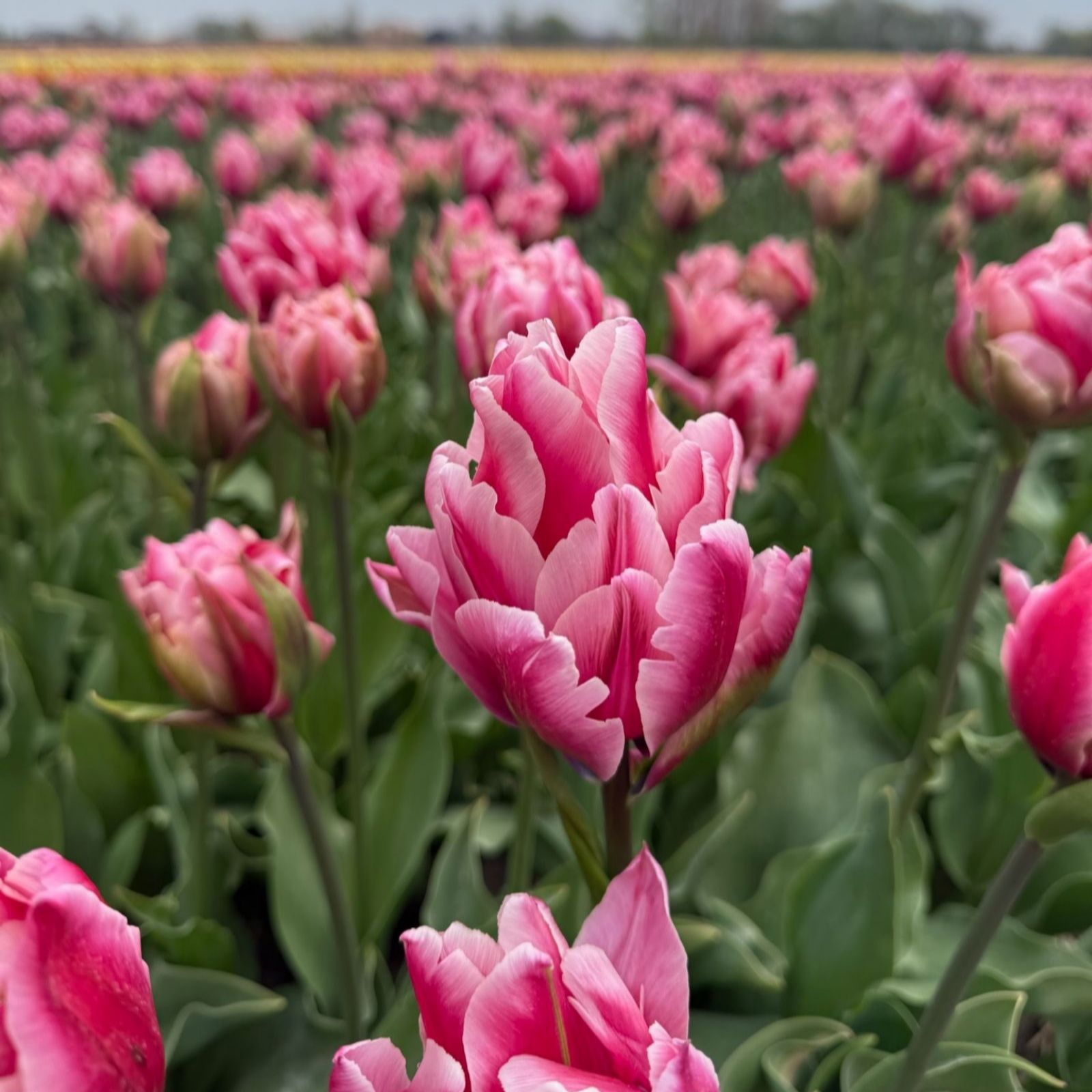Thompson & Morgan Pink Tulip Love Whisper 8 Bulbs