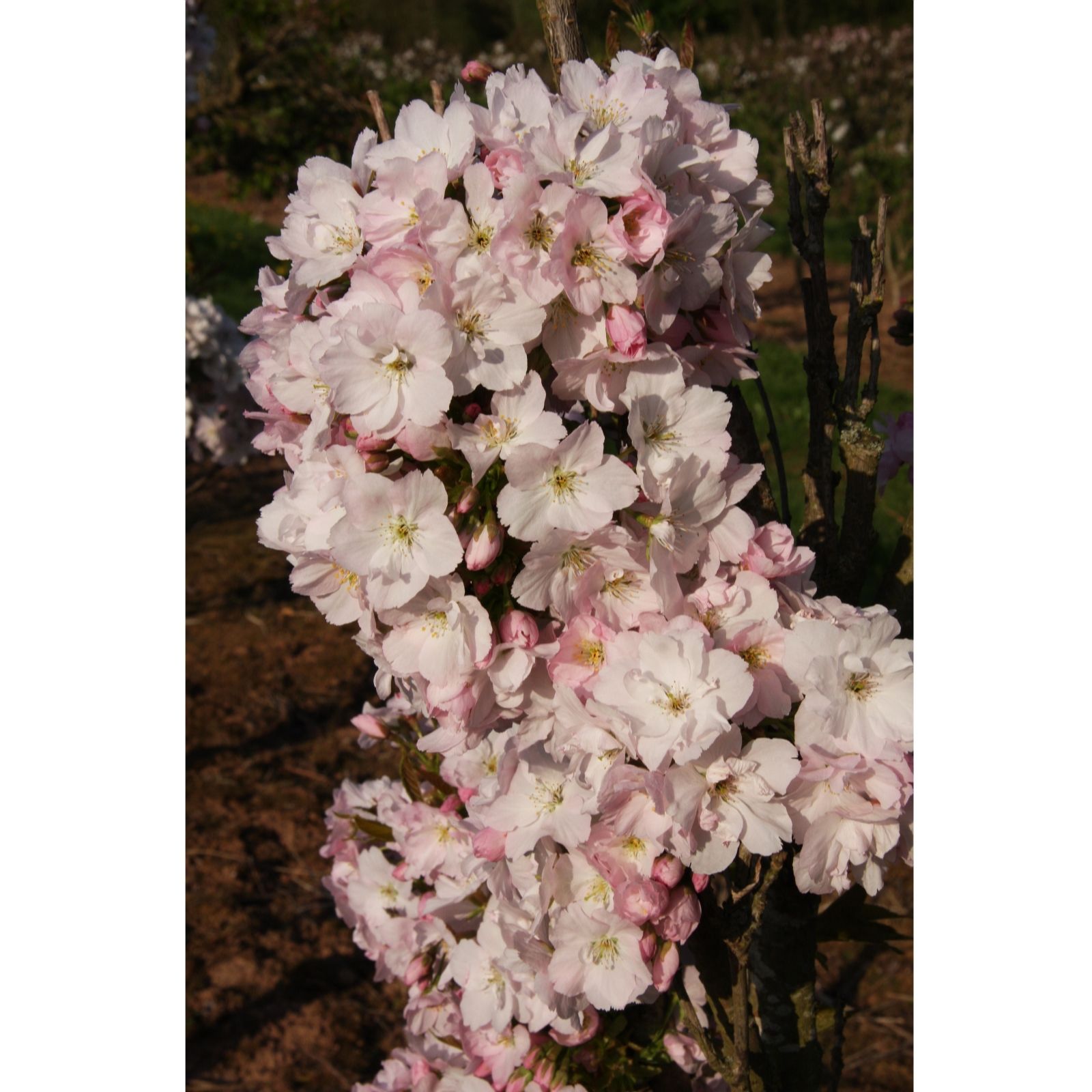 Frank P Matthews Bronze/Green Prunus Amanogawa In 12 Litre Container
