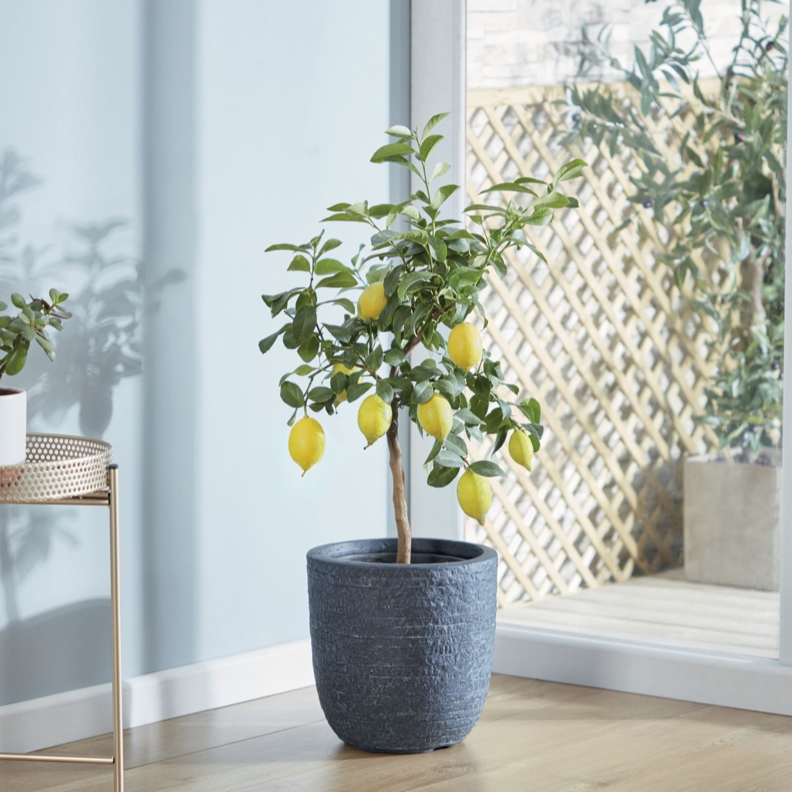 Thompson & Morgan Orange 3 X Citrus Tree Collection 9Cm Pot