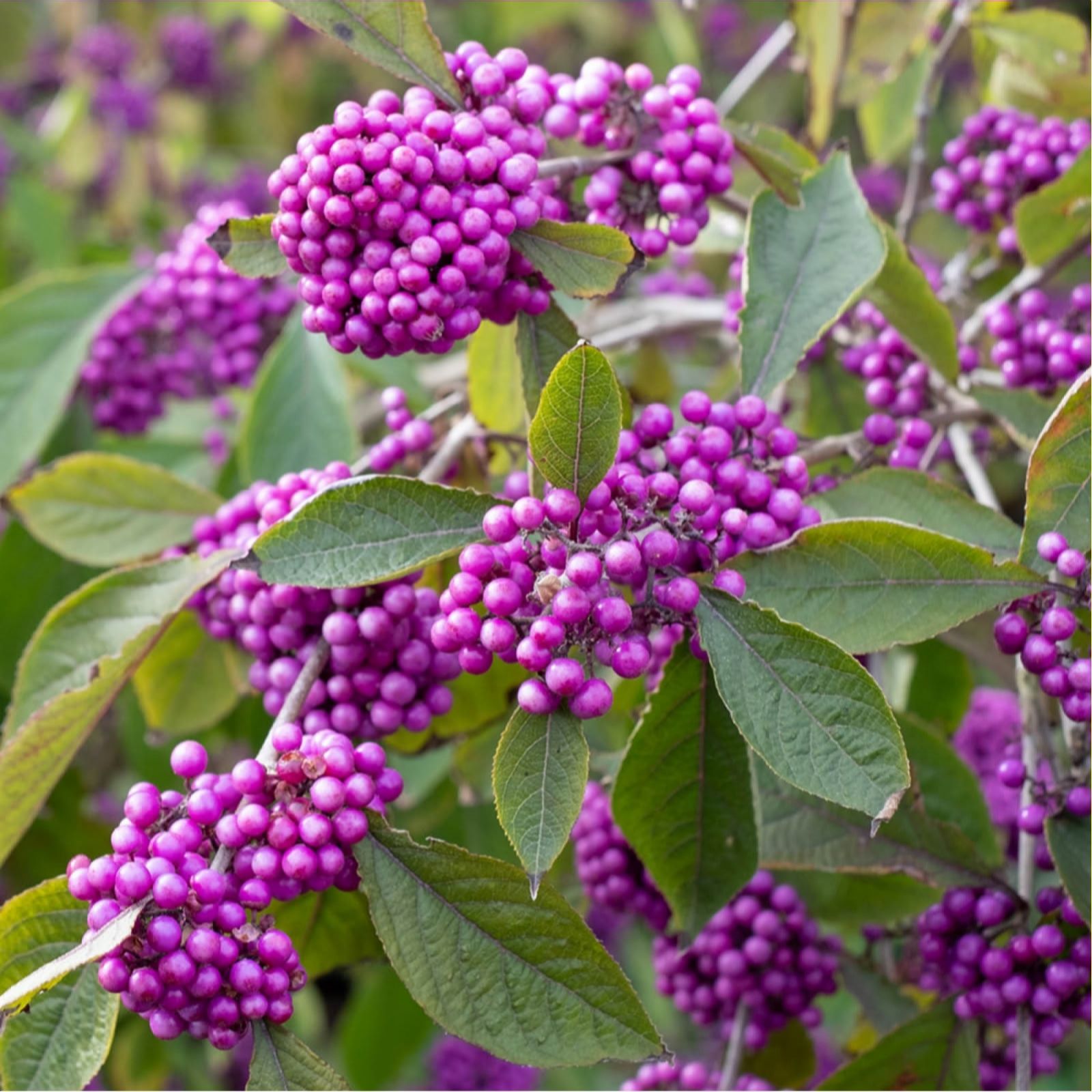 Yougarden Purple Callicarpa Profusion Beauty Berry In 3L Pot