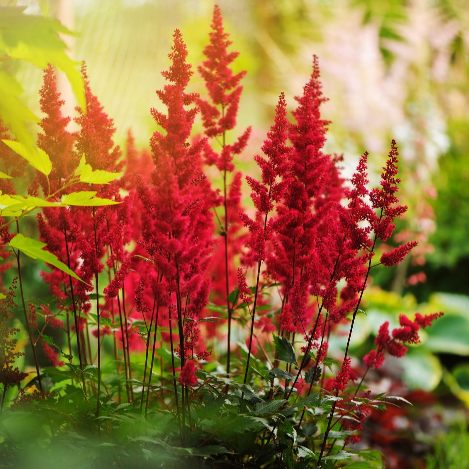 Hayloft Plants Astilbe Trio X 3 Bare Roots