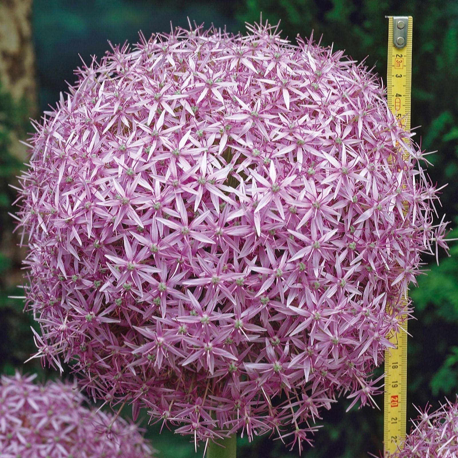 De Jager Ginormous Rhs Agm Alliums Globemaster X3