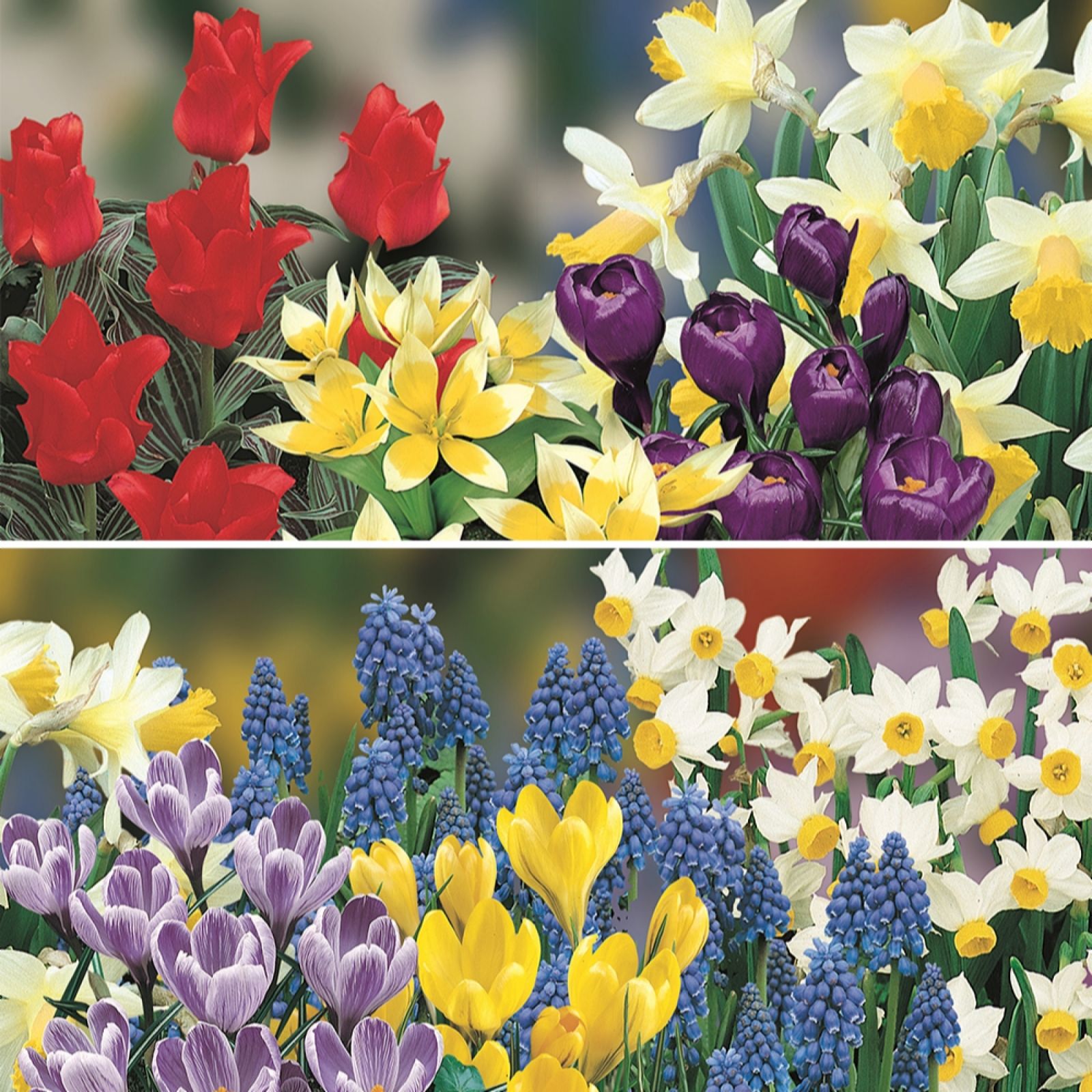 Yougarden You Garden Drop In Bulb Balcony Beauty 38 Bulbs Set Of 2