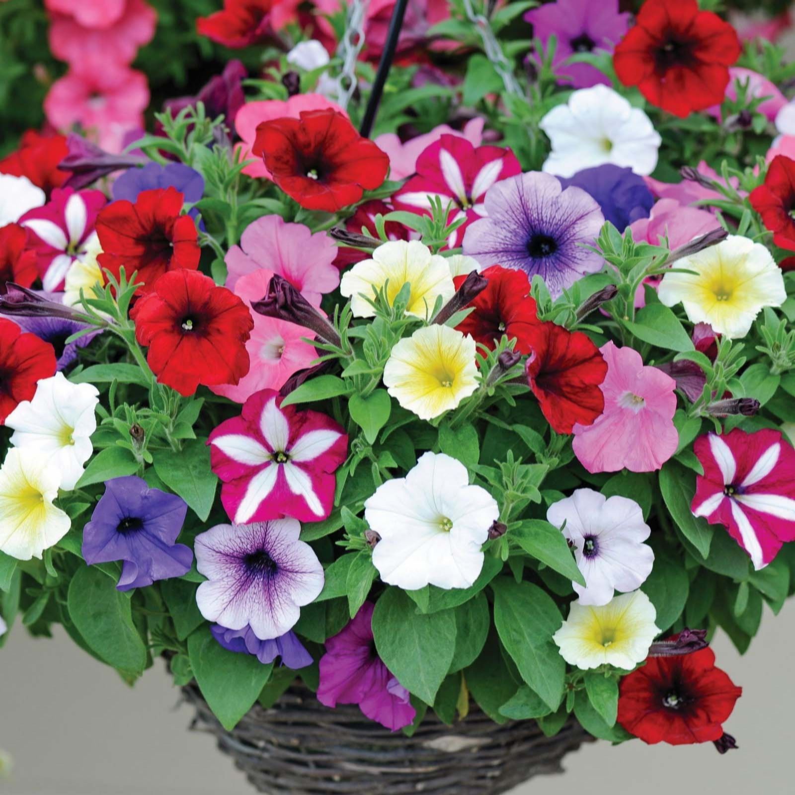 Thompson & Morgan Petunia 'Easy Wave Ultimate Mixed' Garden Ready X 12