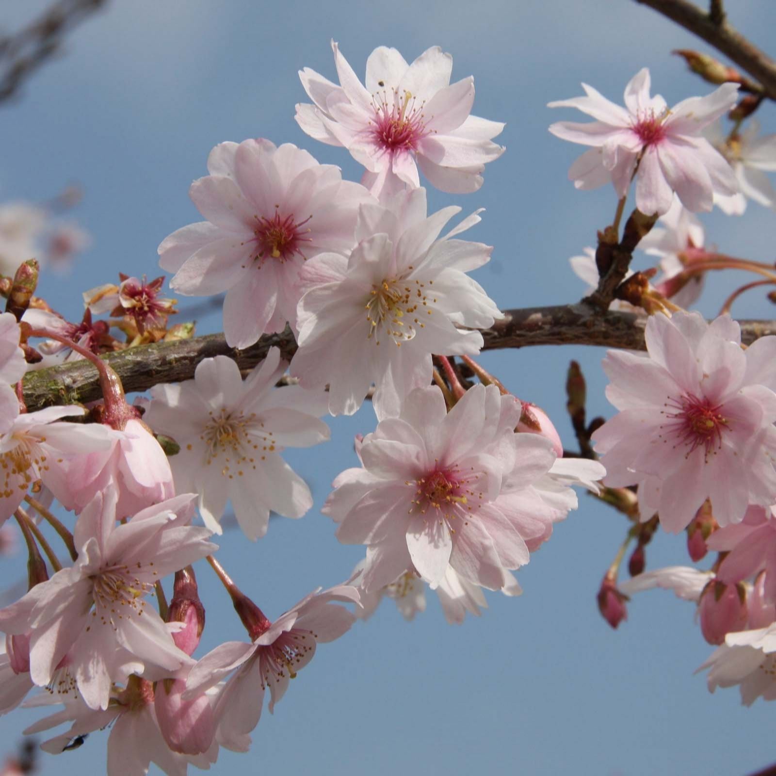 Frank P Matthews Golden/Yellow/Orange Prunus X Subhirtella Autumnalis Rosea