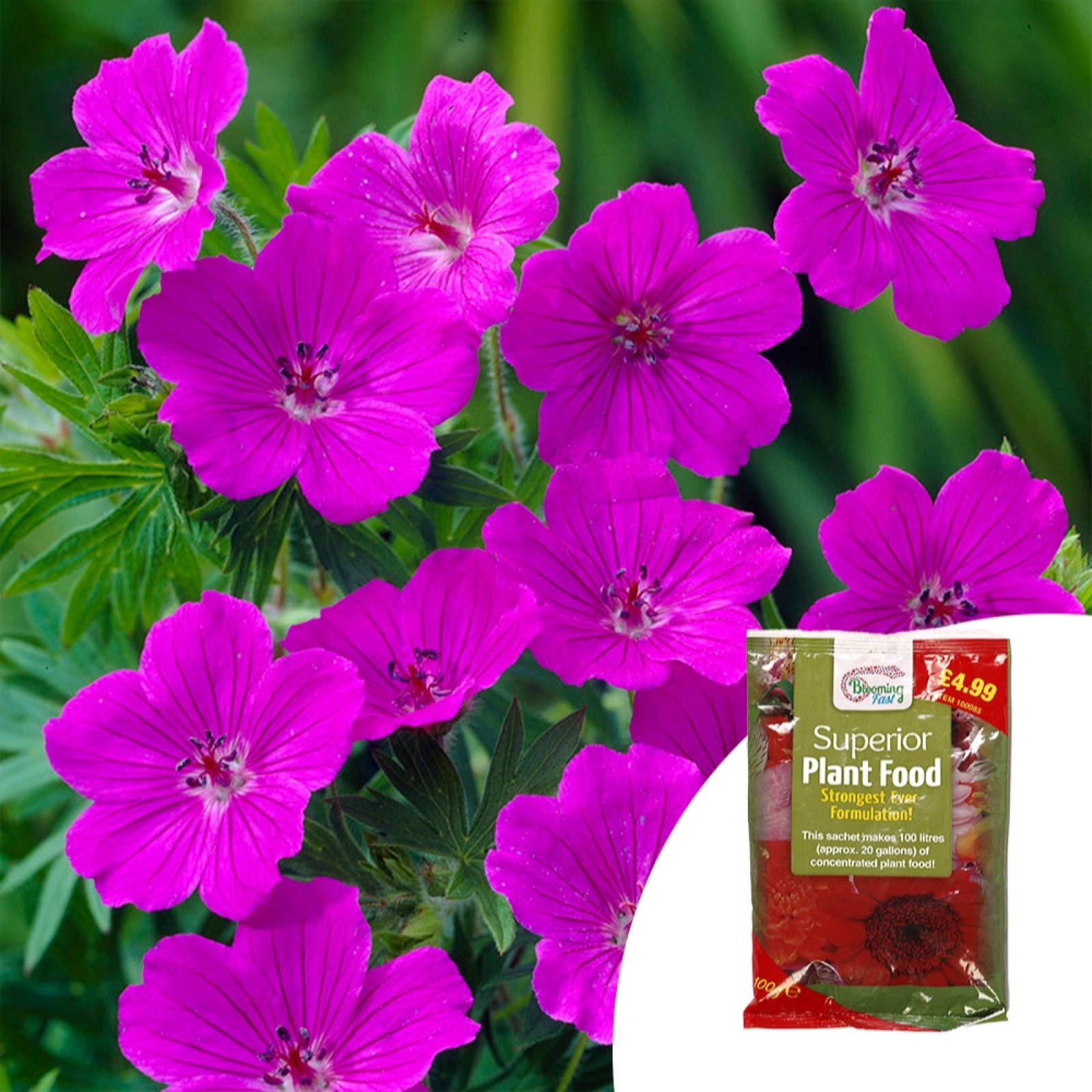 Yougarden Magenta Geranium 'Tiny Monster' In 9Cm Pots X3 & 100G Fertiliser