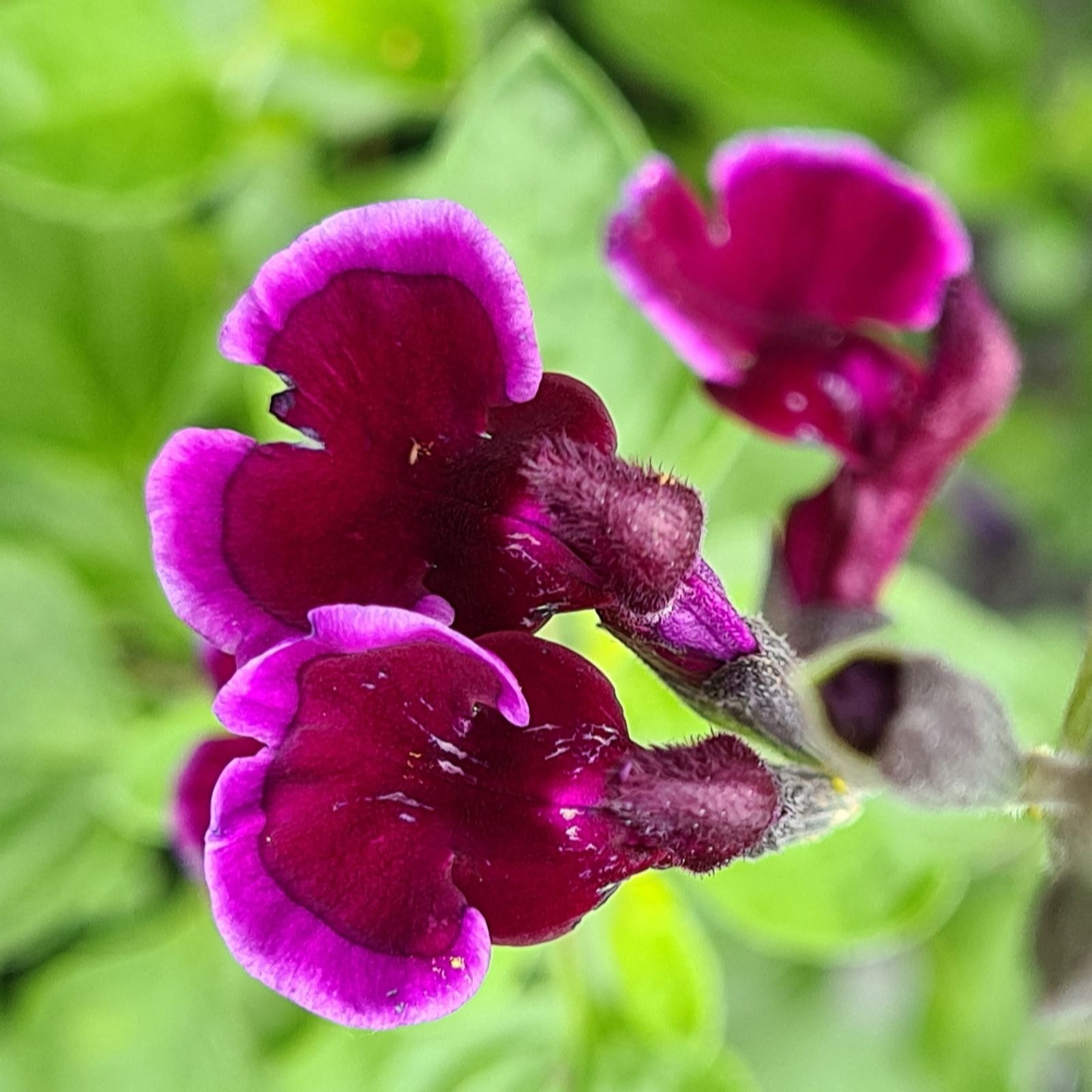 Plants 2 Gardens Purple/White Plants2gardens Salvia & Colour Pallete 3 X 9Cm