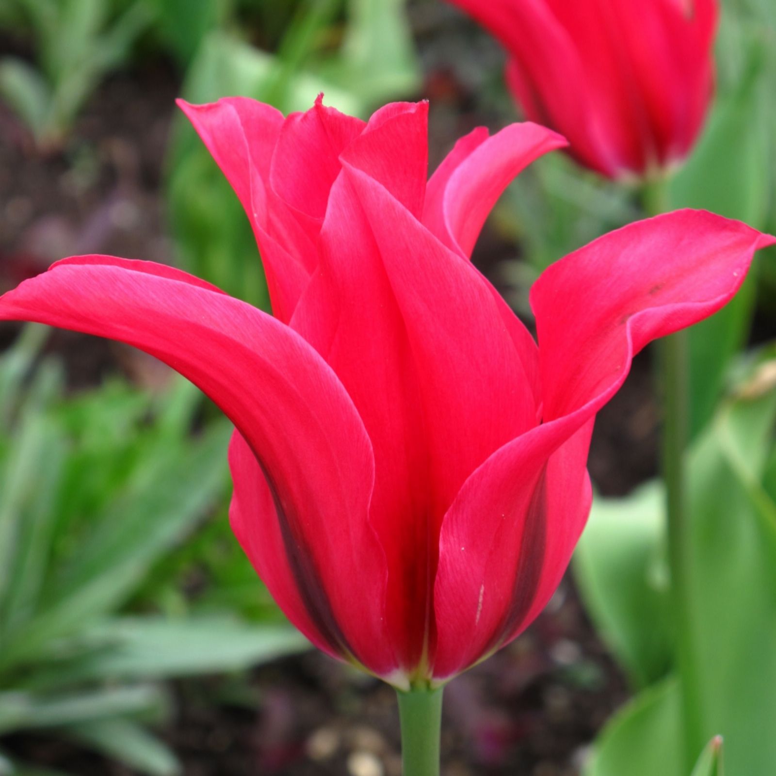 Richard Jackson Magenta/Red Richard Jacksons Lily Flowering Tulip 15X Size 12+ Bulbs