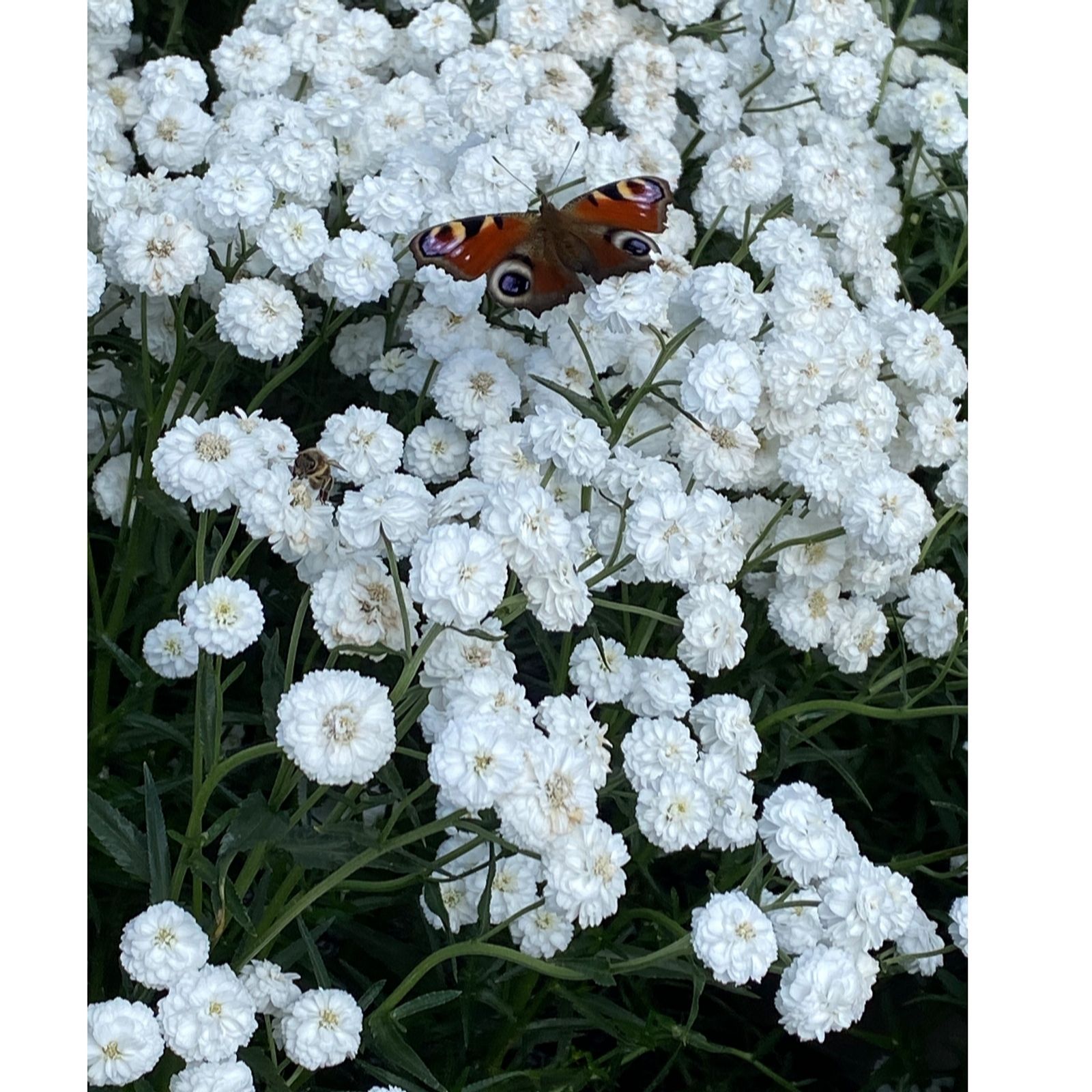 Plants 2 Gardens Ivory Plants2gardens Achillea Peter Cottontail 6 X 6Cm