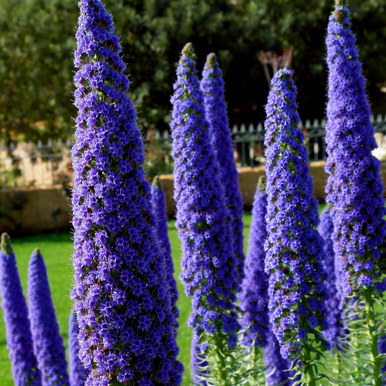 Yougarden Indigo Pride Of Madeira Echium 2L Pot