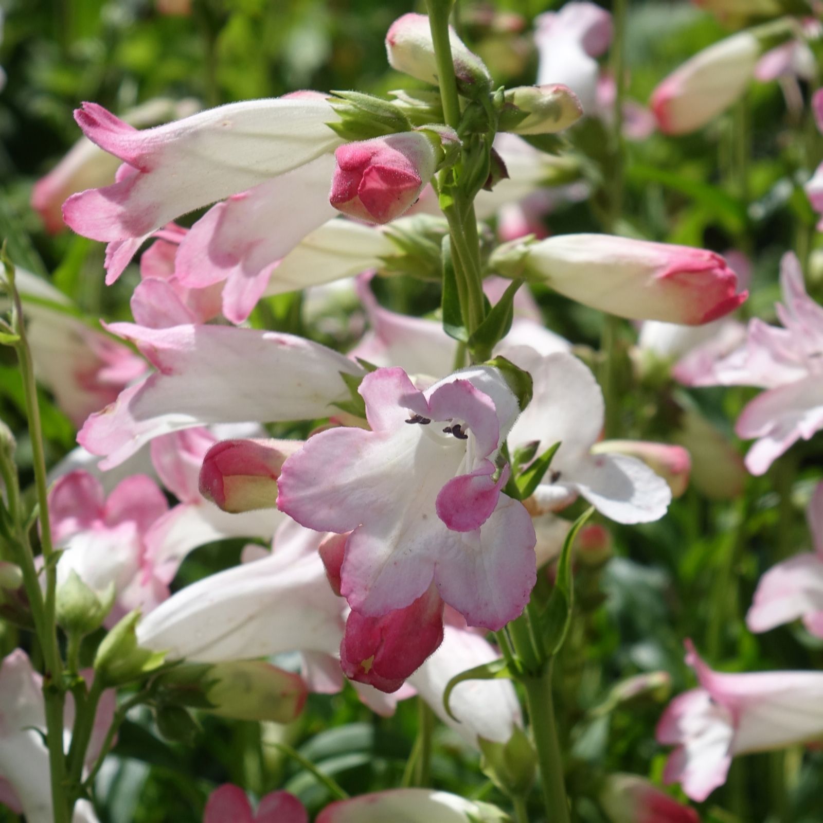 Richard Jackson White/Pink Penstemon Appleblossom 1X 1 Litre Pot