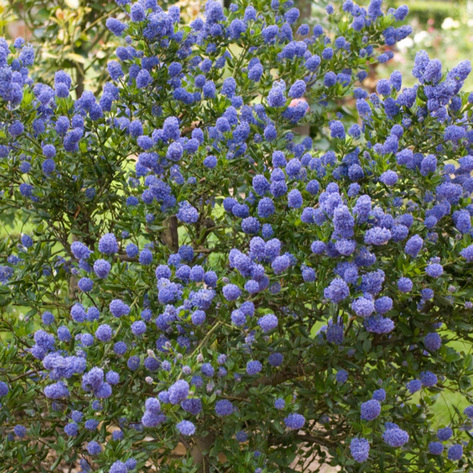 Yougarden Lilac Pair Of Californian (Ceanothus Thyrsiflorus Repens)...