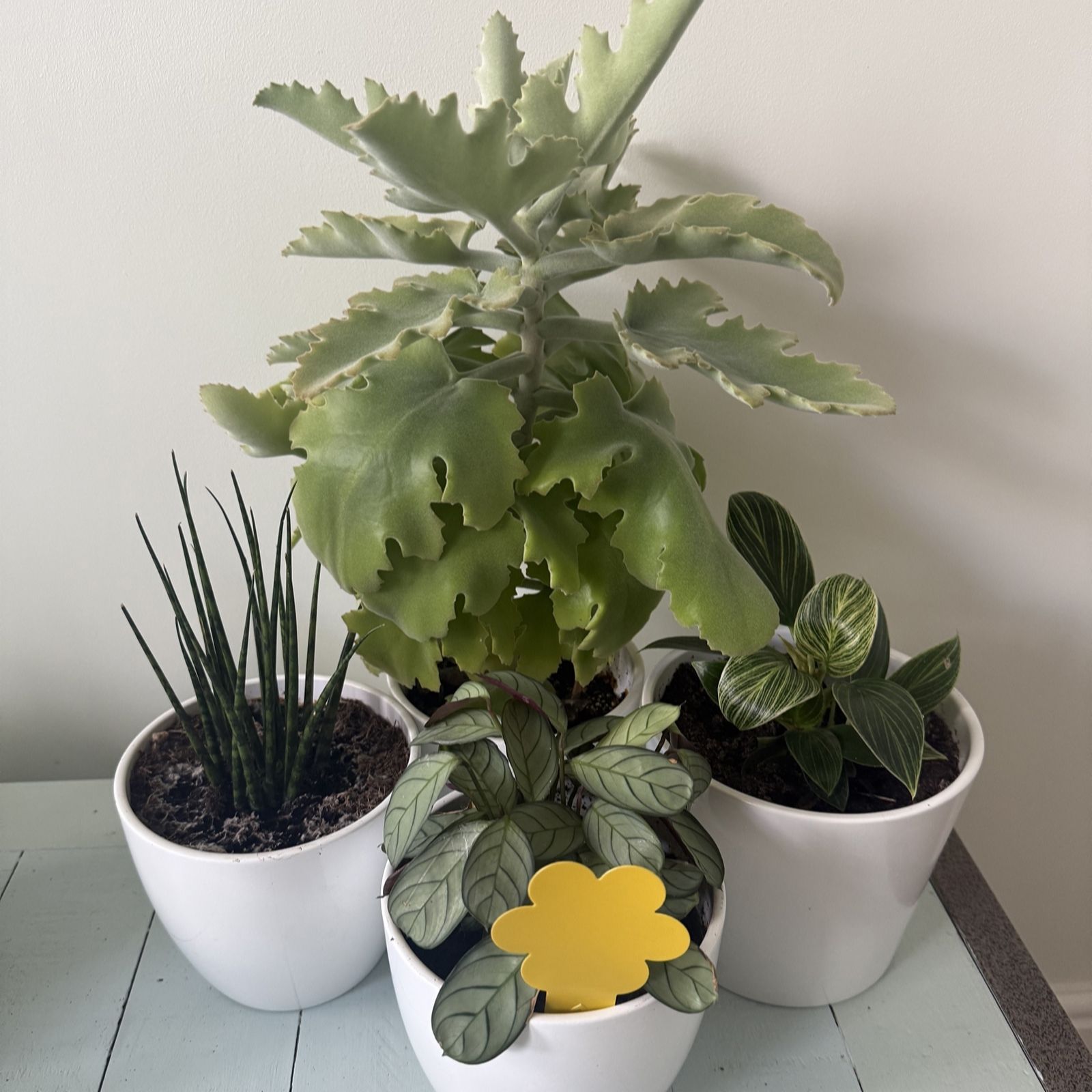 Plants 2 Gardens Plants2gardens Super Ninja Pest Control Bundle