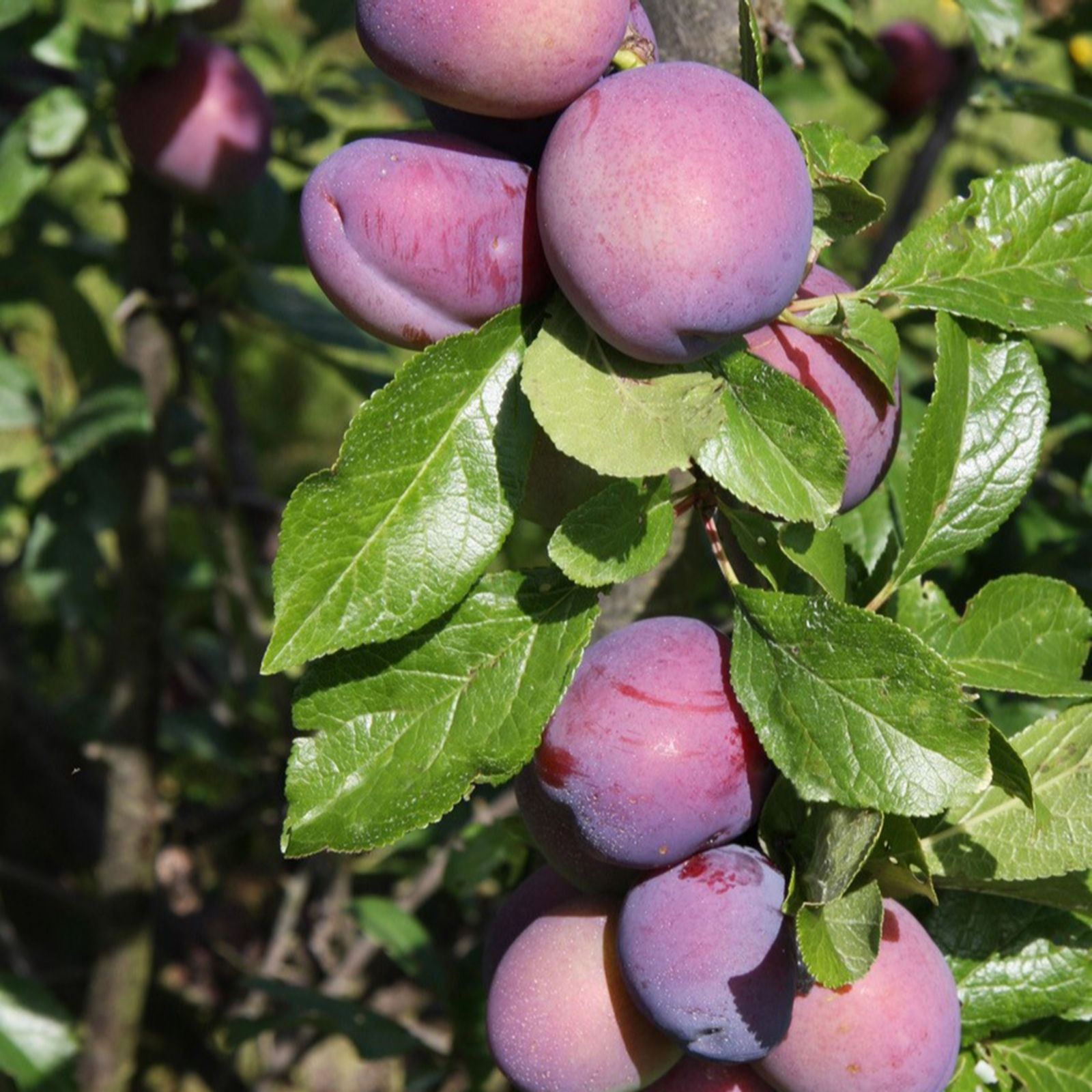 Frank P Matthews Yellow/Orange Plum (Prunus) Mallingtm Elizabethtm In 12 Litre Co...