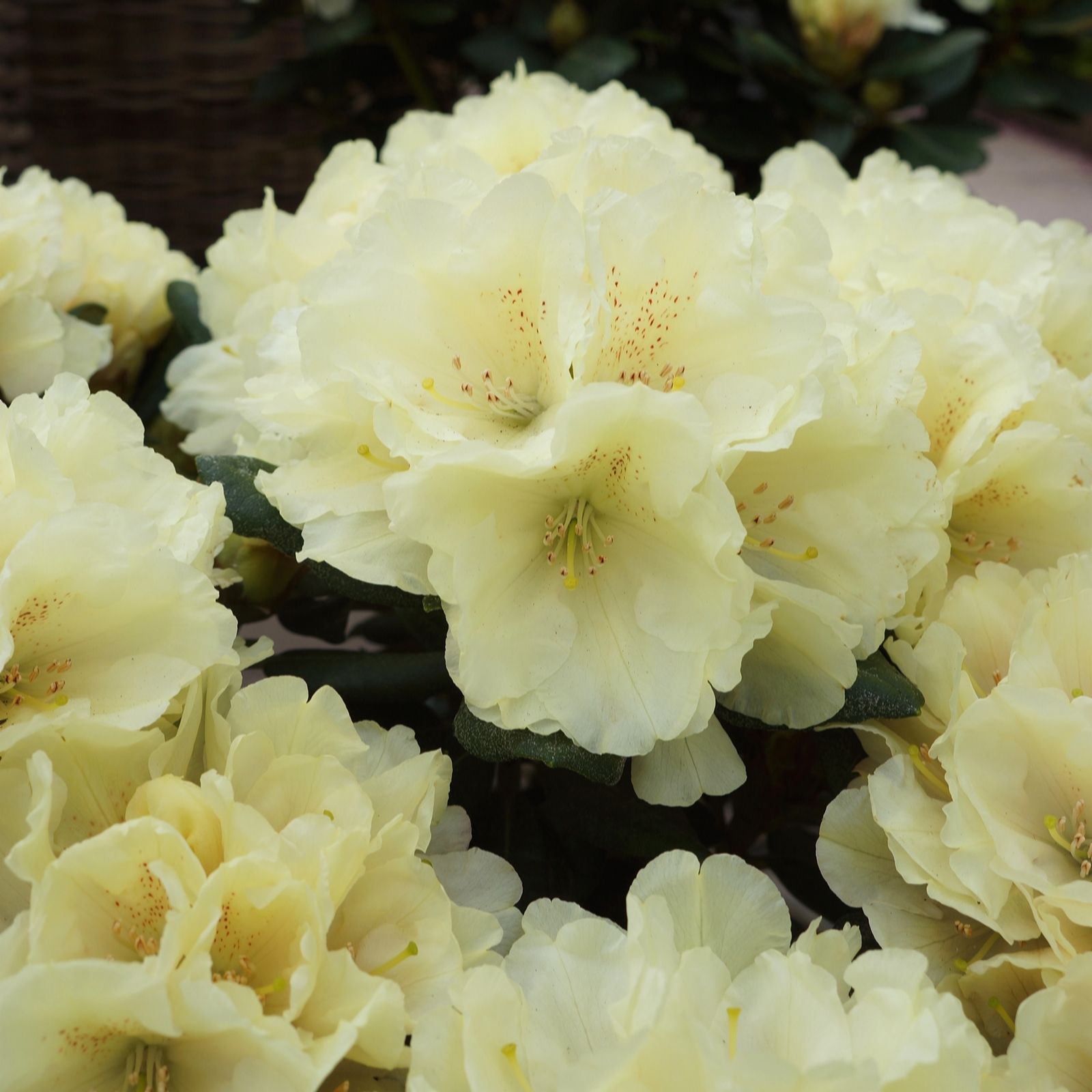 Plants 2 Gardens Gold Plants2garden Rhododendron Centennial In 5 Litre Pot