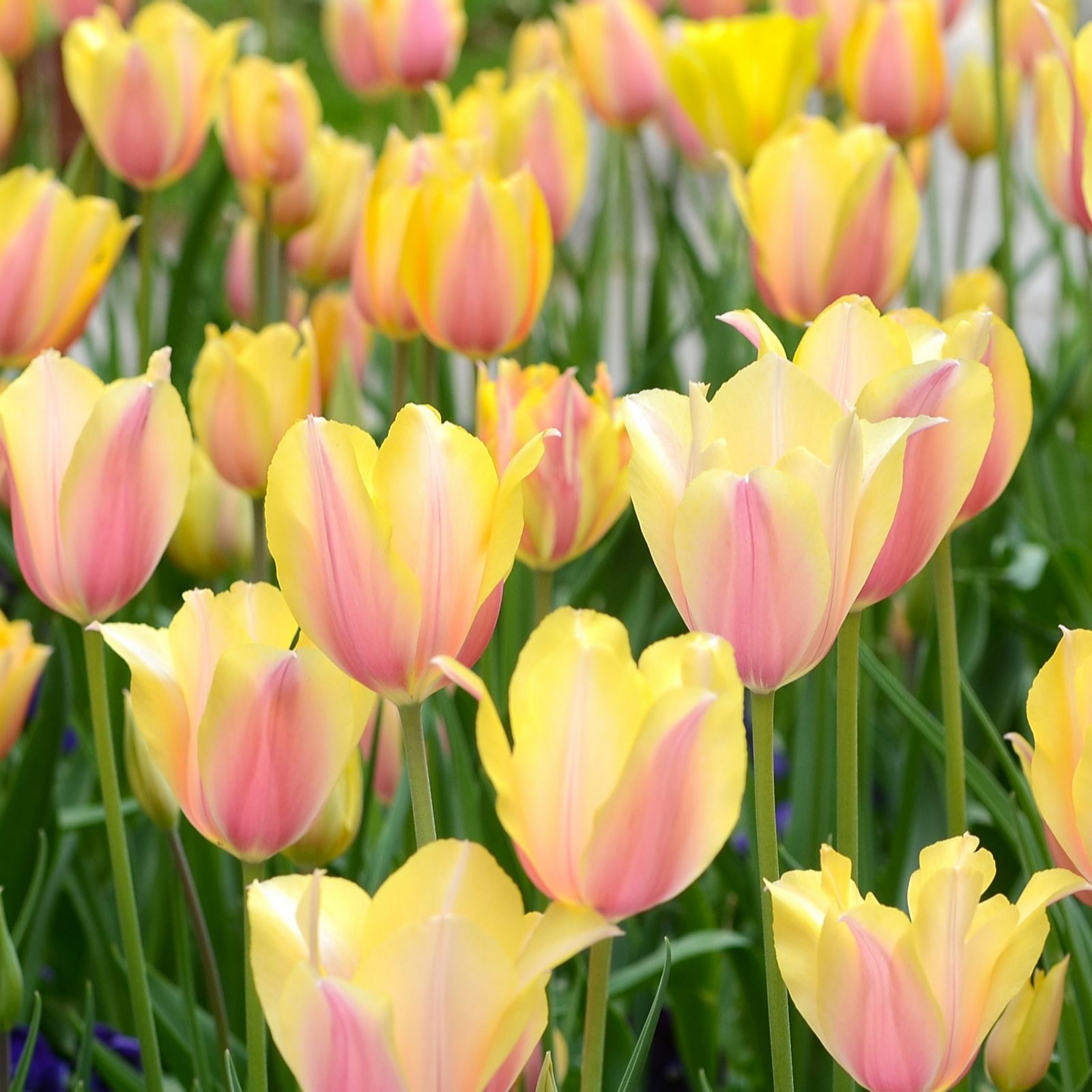 Richard Jackson Yellow/Pink Richard Jackson's Sunset Shades Tulip 12 X Size 12+ Bulbs
