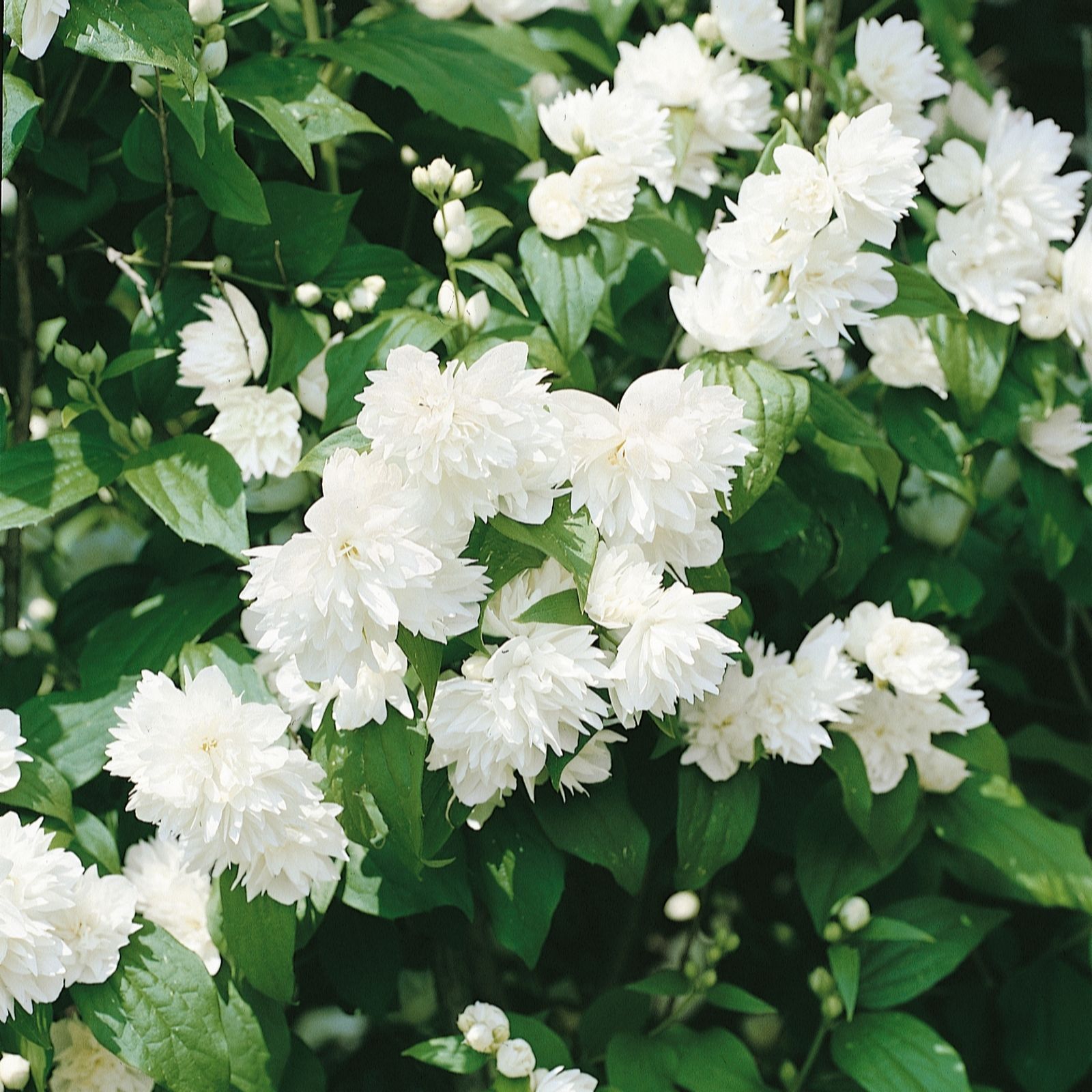 Plants 2 Gardens Orange/White Plants2gardens Philadelphus Minnesota Snowflake 3Ltr