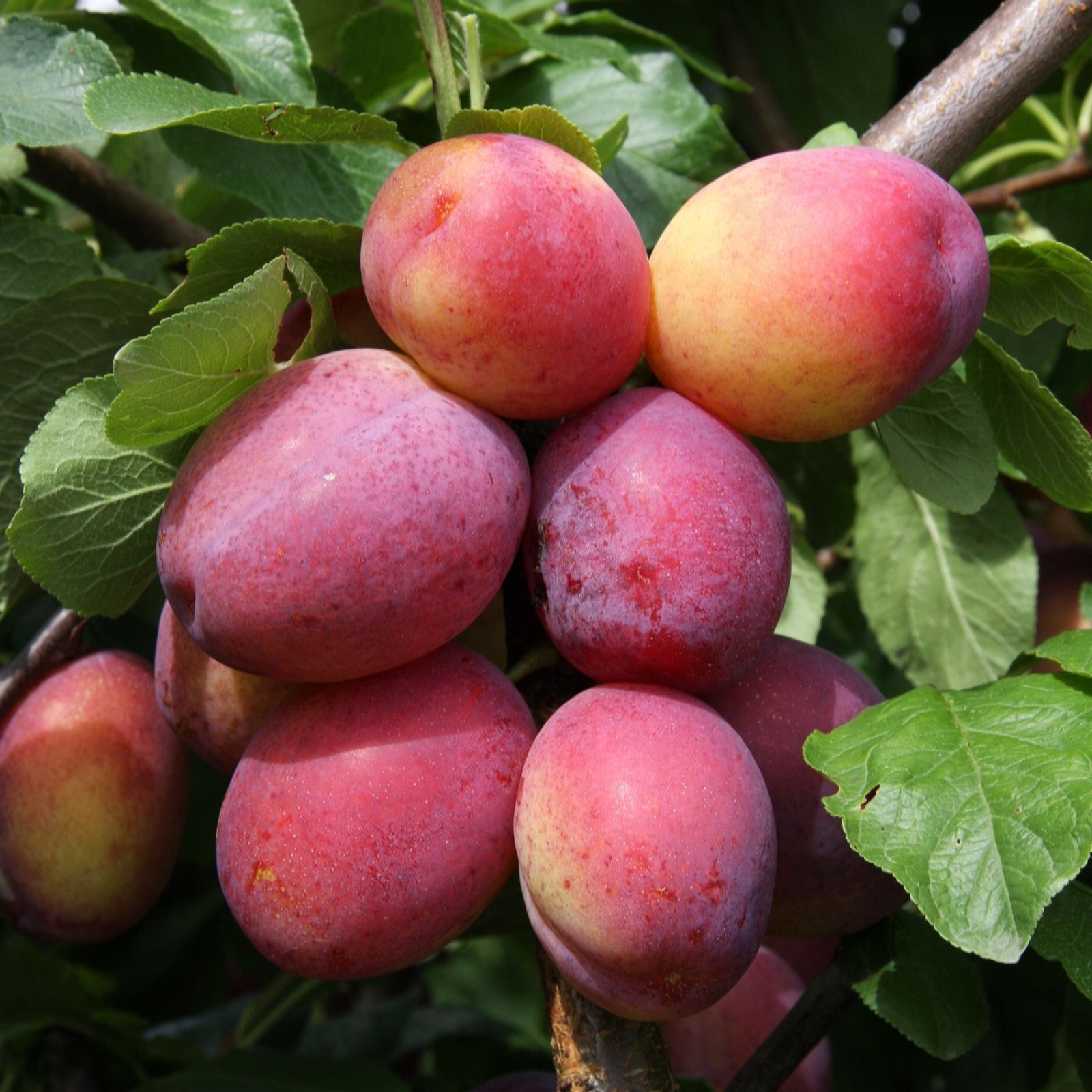 Frank P Matthews Plum (Prunus) Victoria In 12 Litre Container