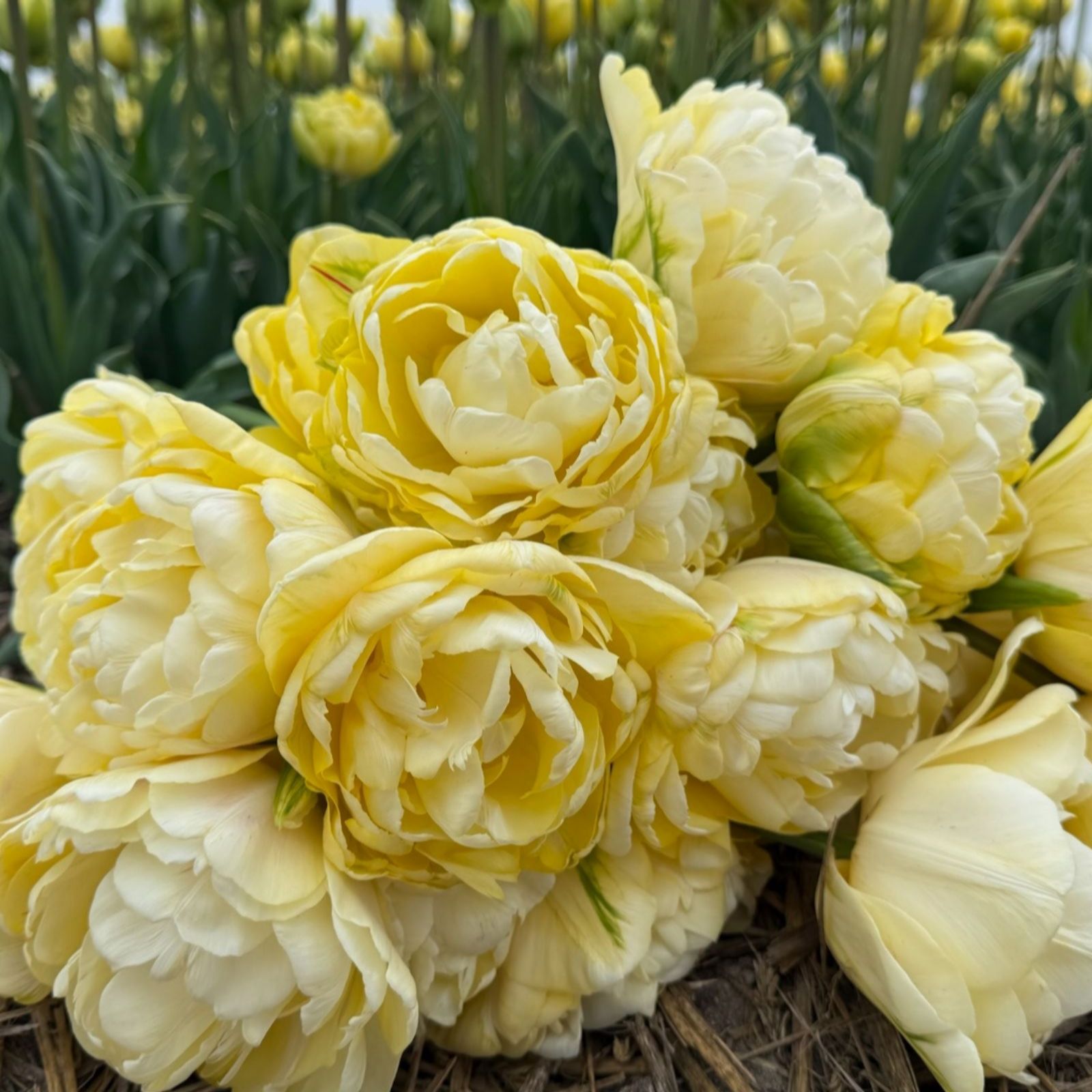 Thompson & Morgan Thompson & Morgan Tulip Wedding Dream 8 Bulbs