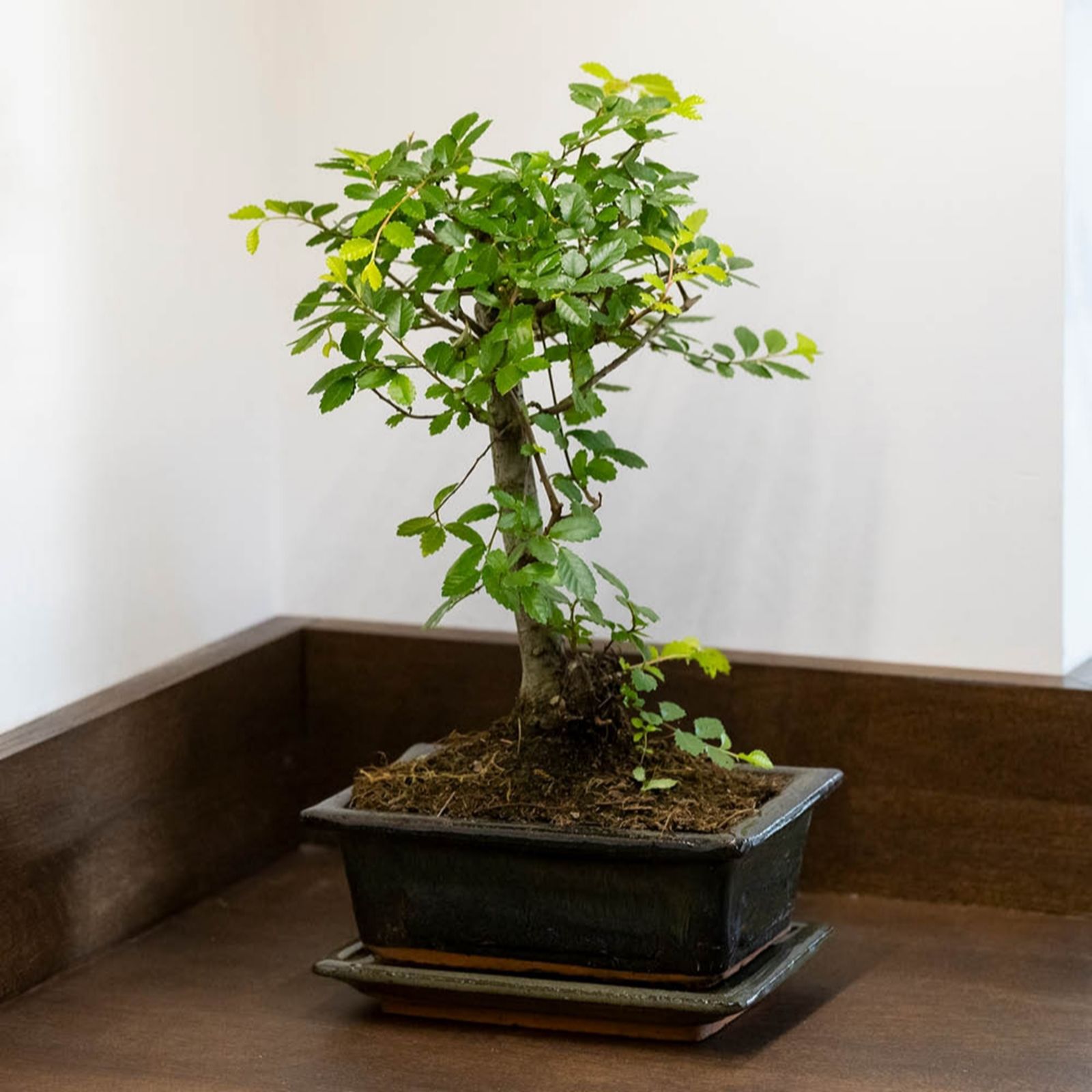 Yougarden Bonsai Tree 'Zelkova' In A 15Cm Ceramic Pot