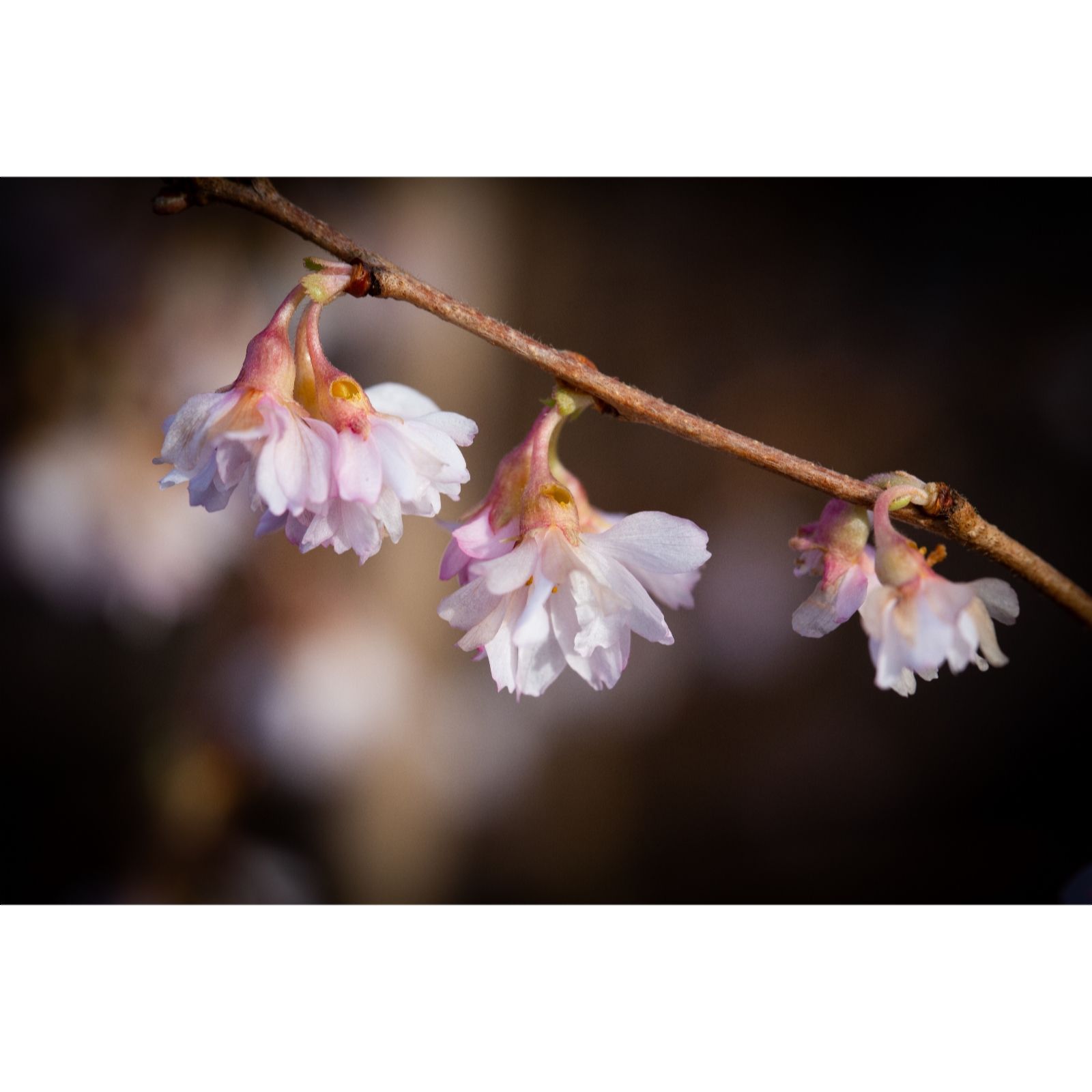 Frank P Matthews Prunus Blossom Collection 4X Container Trees