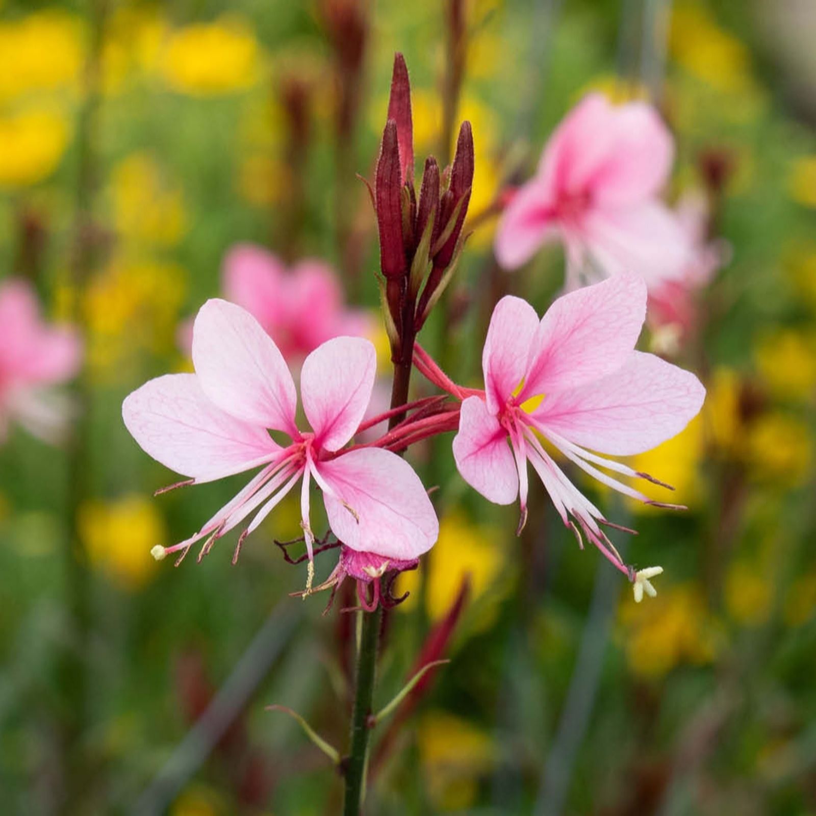 Yougarden Pink Gaura Lindheimeri 'Siskiyou ' In 9Cm Pots X3