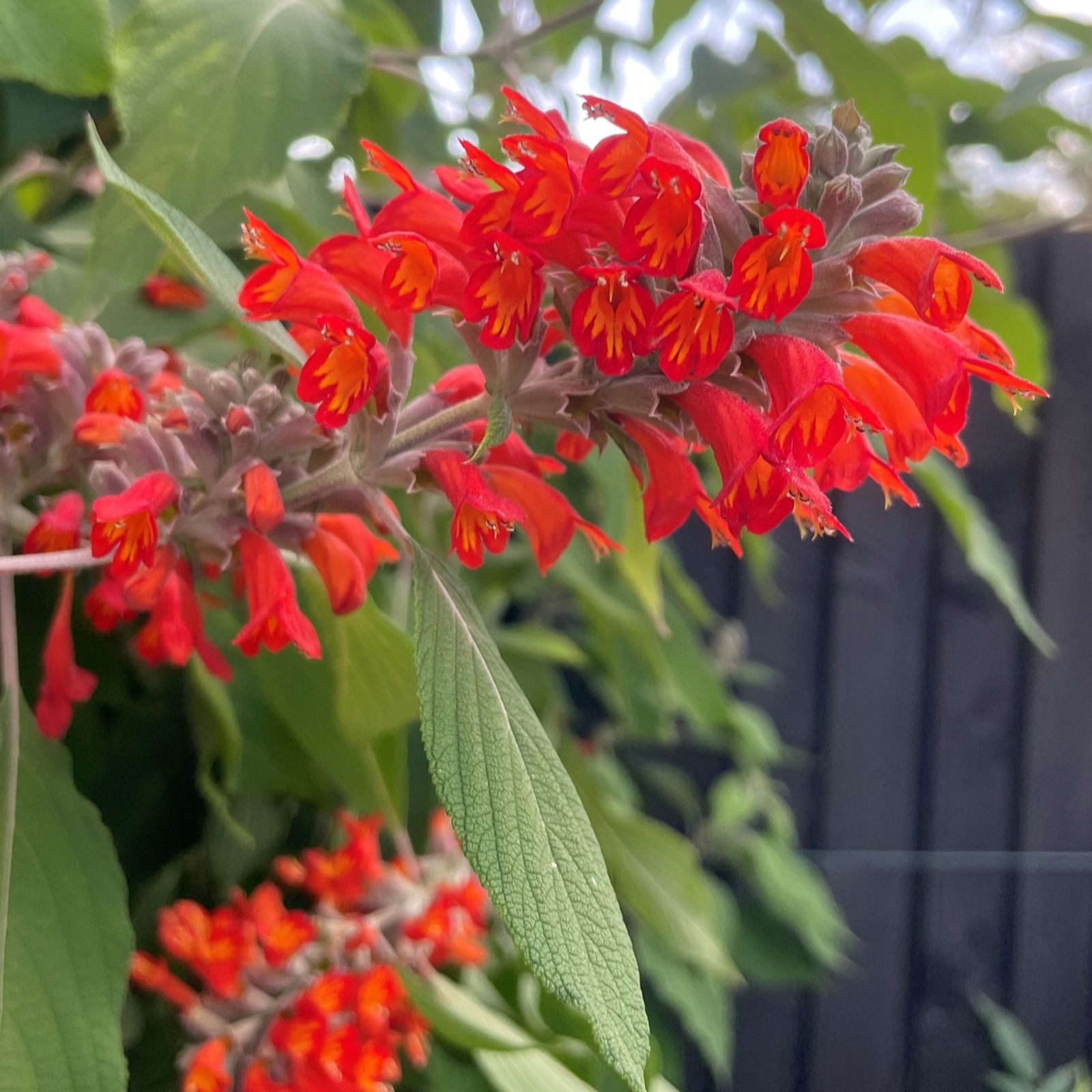 Plants 2 Gardens Red/Golden Plants2gardens Colquhounia Nepalese Flame 3 X 9Cm