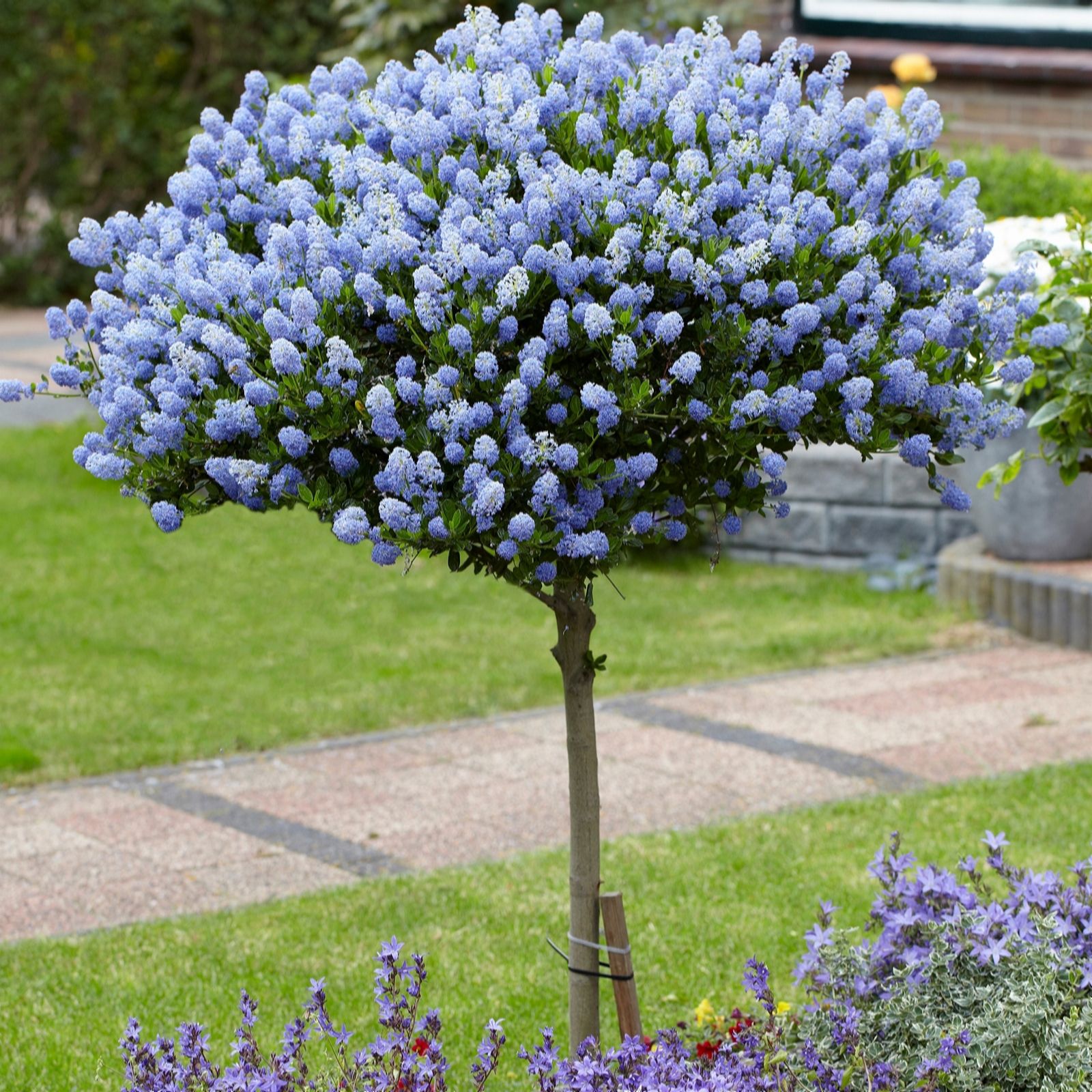 Yougarden Ceanothus Standard Californian Lilac Tree 80Cm - Image 6