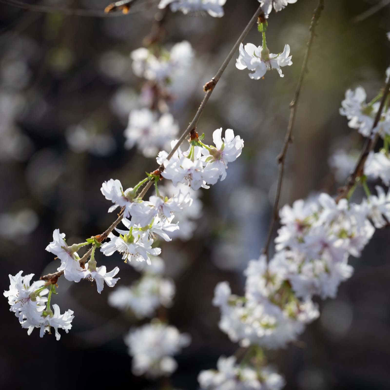 Frank P Matthews White Prunus Crystal Falls In 12 Litre Container