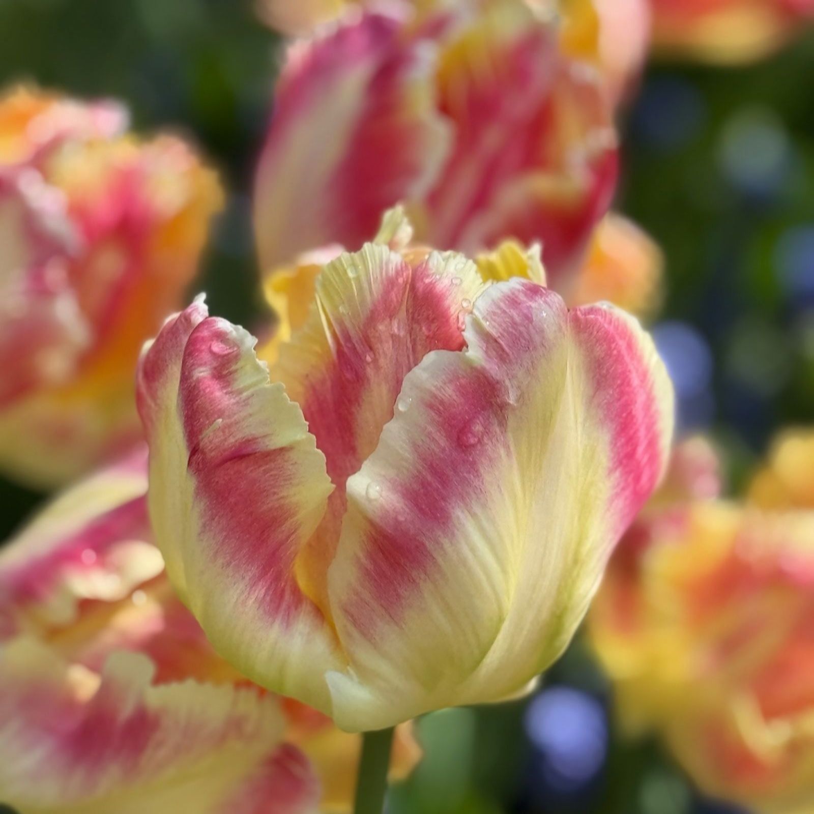 Thompson & Morgan Yellow/Pink Blushing Parrot 8 Bulbs