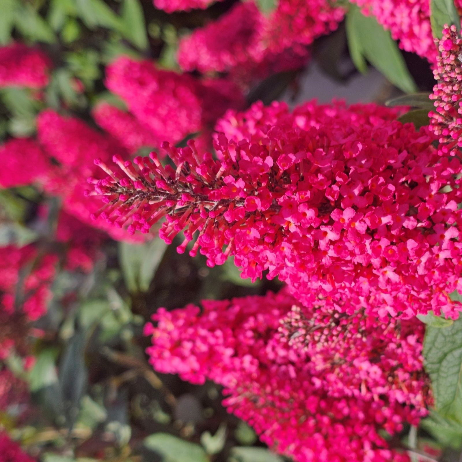 Thompson & Morgan Buddleja Butterfly Candy Little Bubblegum 3 Litre...