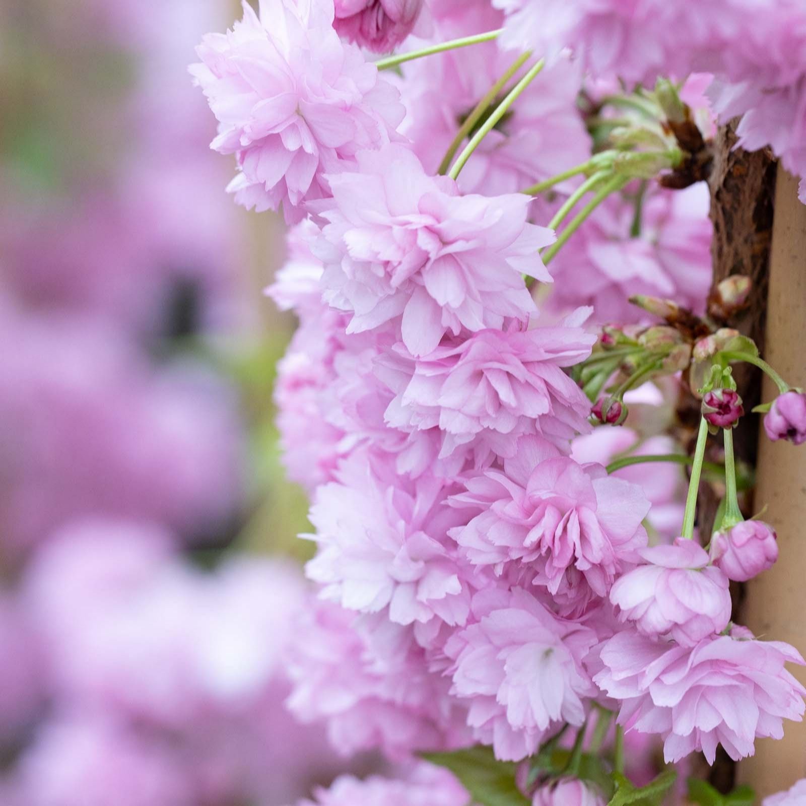 Frank P Matthews Pink/Burgundy Prunus Blossom Collection 4 X Bare Root Trees