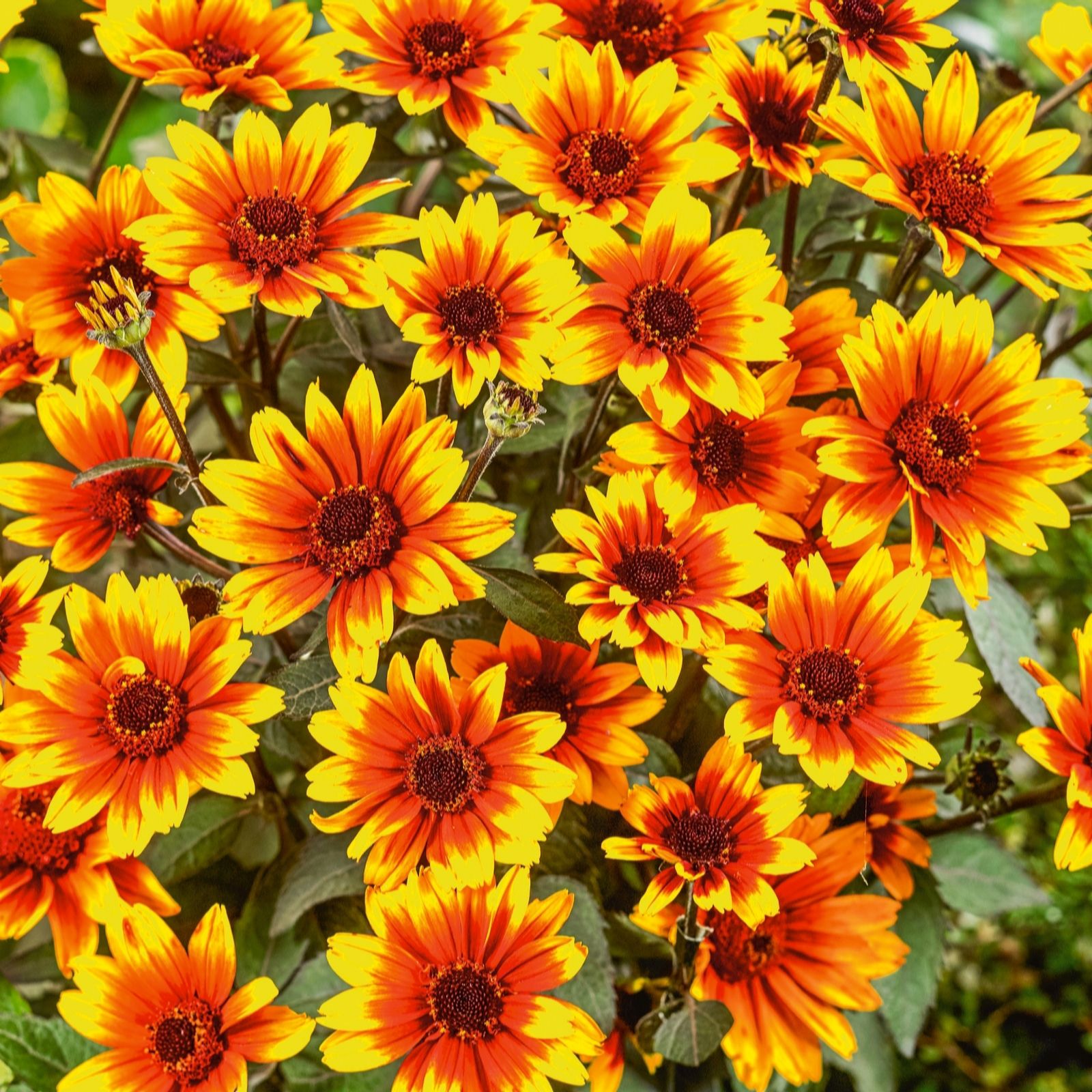 Plants 2 Gardens Golden/Yellow Plants2garden Heliopsis Burning Hearts 3 X 9Cm