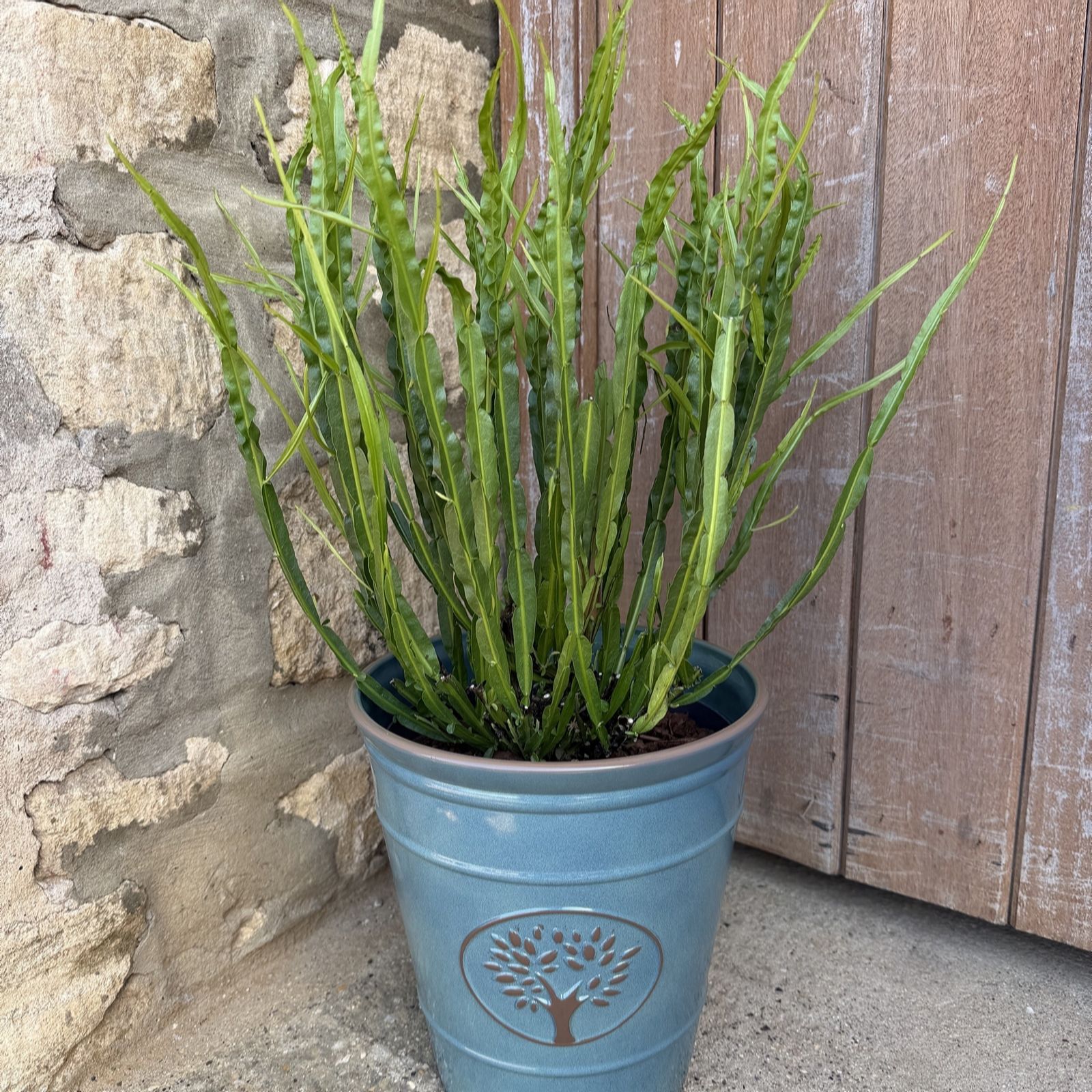 Plants 2 Gardens Green/Coral Plants2gardens Baccharis 3L