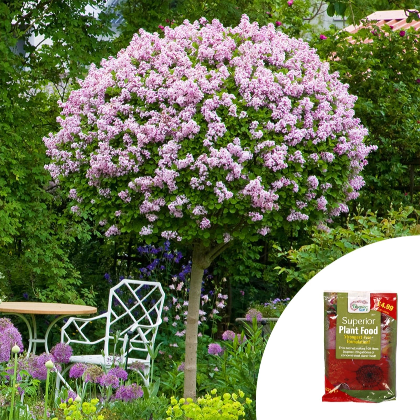 Yougarden Lilac Standard Palibin With 100G Fertiliser