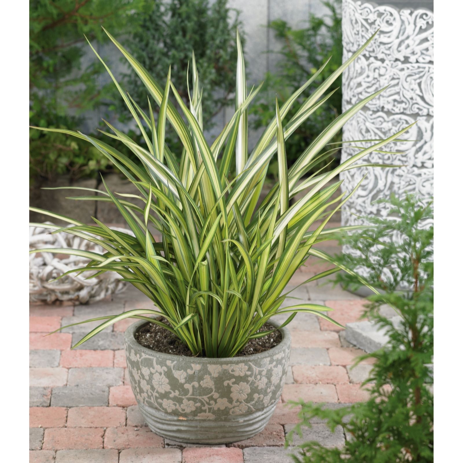 Plants 2 Gardens Cream Plants2gardens Phormium Delight 3Ltr