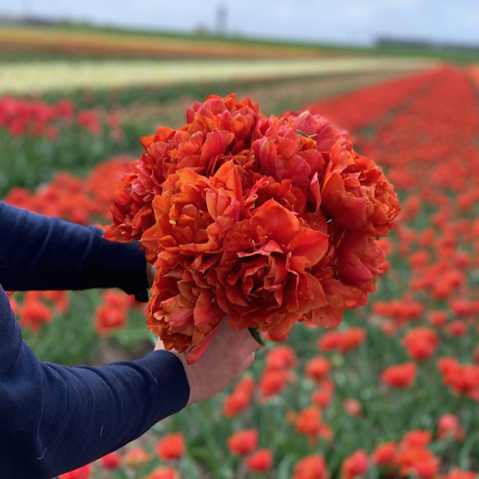 Thompson & Morgan Orange Tulip Flavour 16 Bulbs