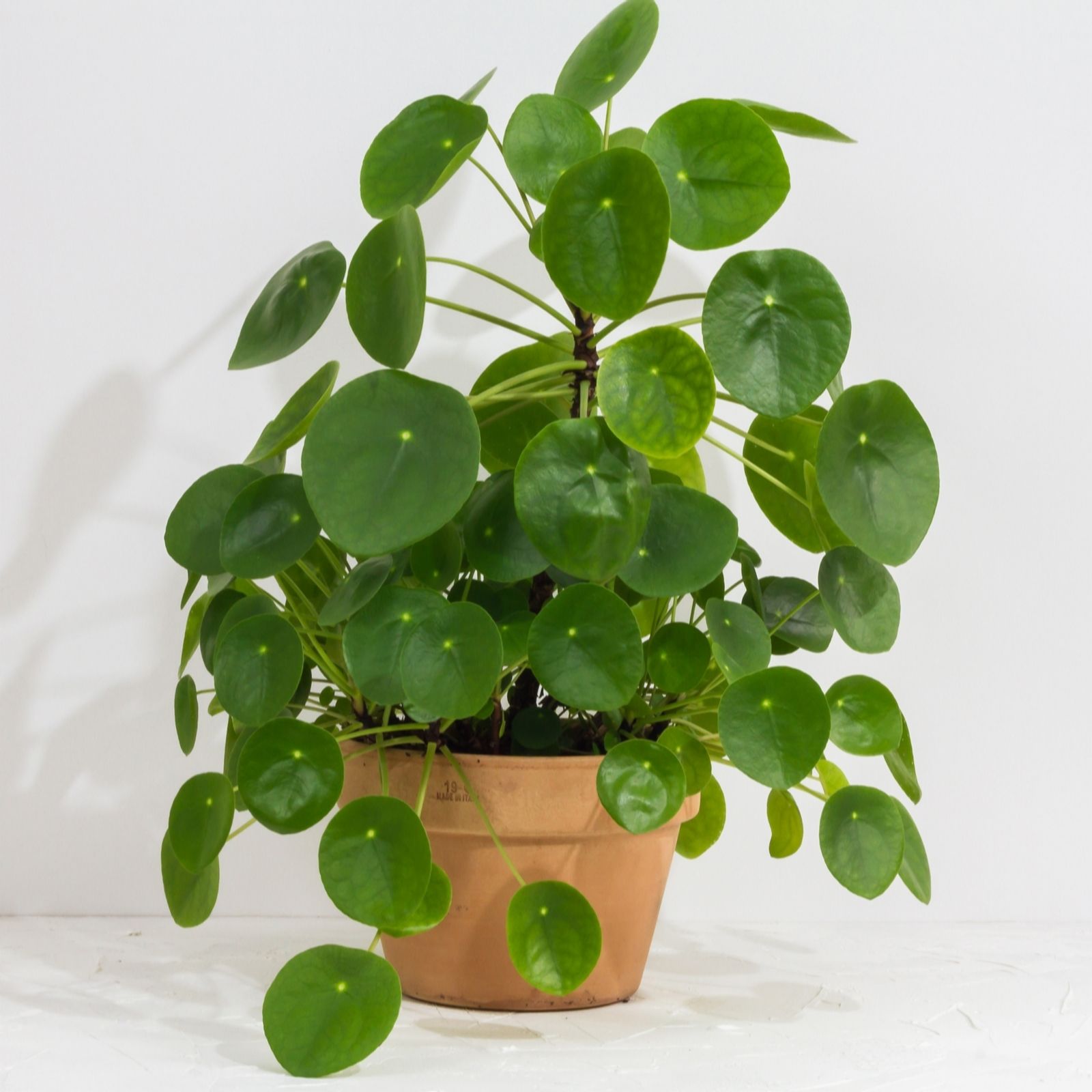 Yougarden Chinese Money Plant In 12Cm Pot