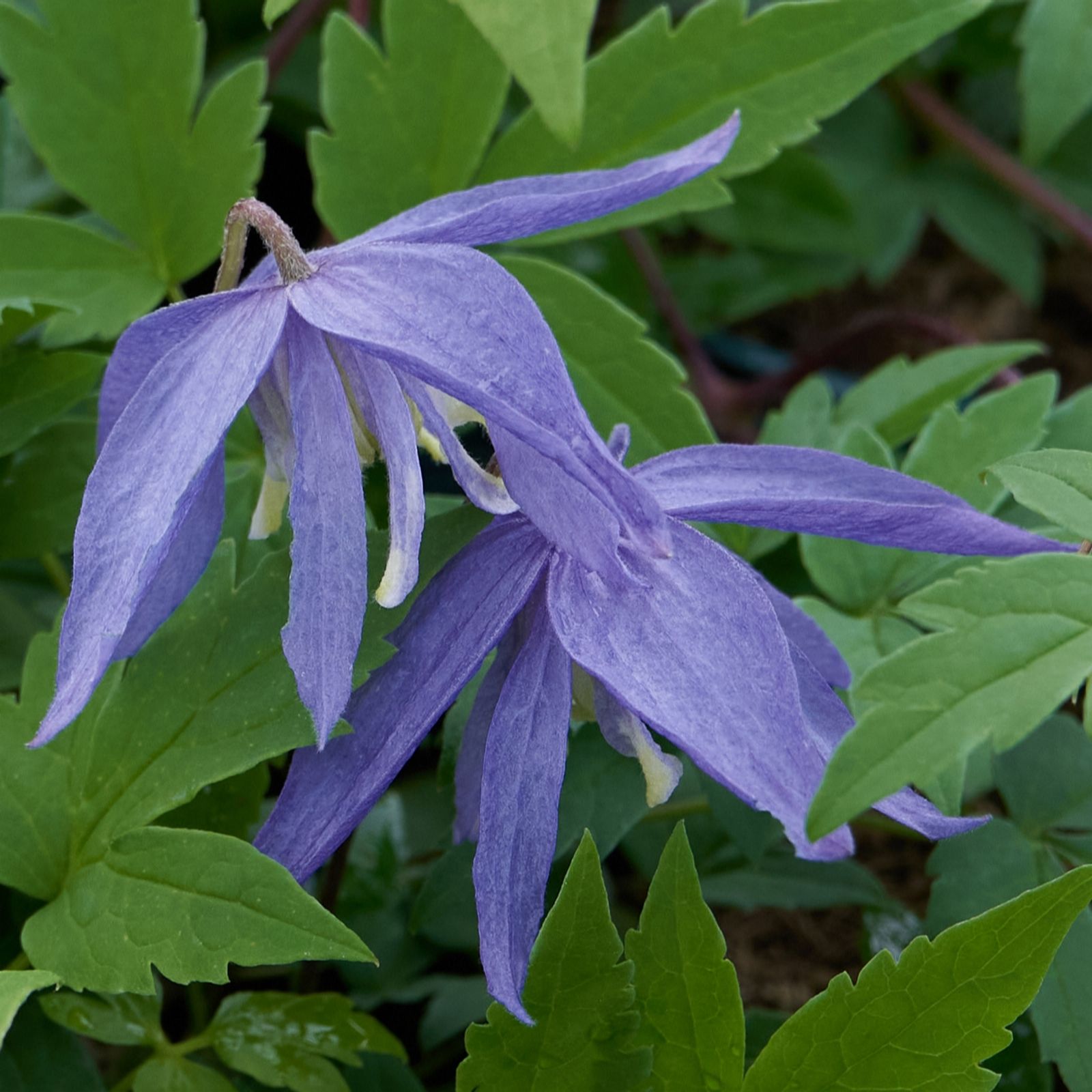 Richard Jackson Blue Clematis Alpina Bredon 1X 3 Litre Pot