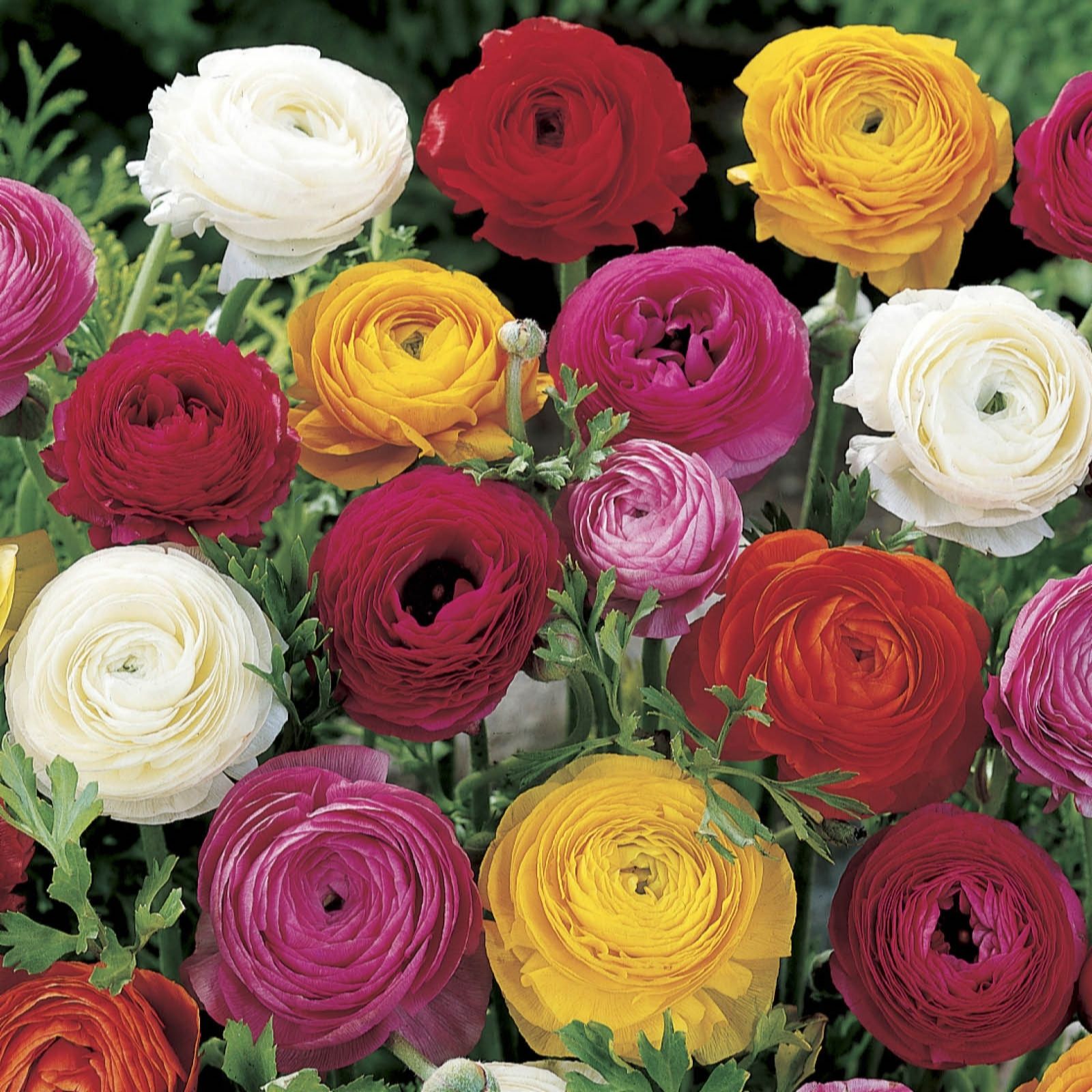 Yougarden Green Ranunculus Mixed Bulbs X150