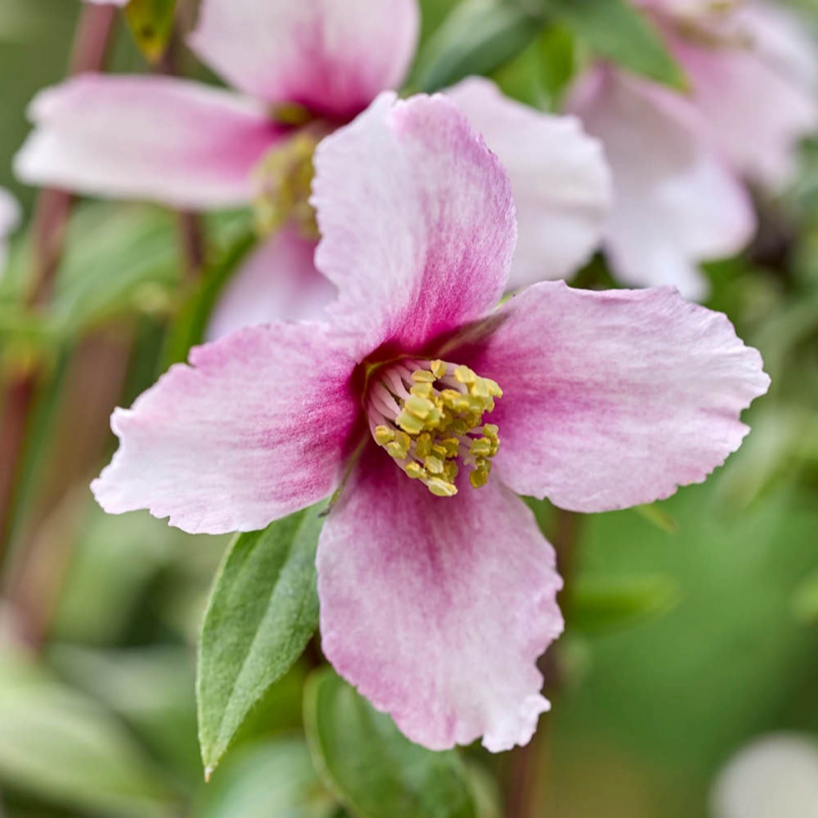 Yougarden Pink Philadelphus Petite 'Perfume ' In A 3L Pot
