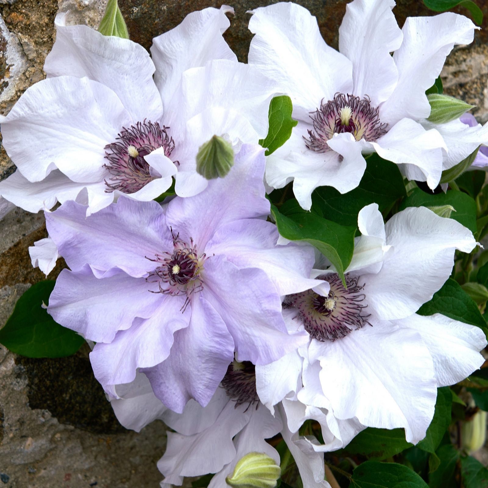 Hayloft Plants Pink/Blue Guernsey Clematis Collection 3 X 7Cm