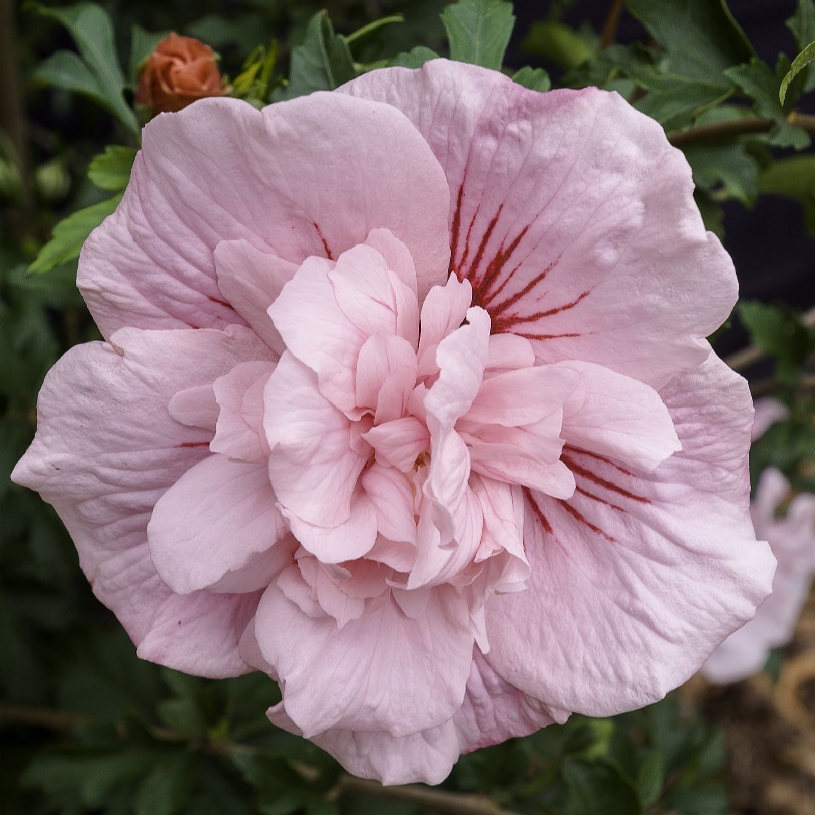 Plants 2 Gardens Pink Plants2gardens Hibiscus Chiffon 3Ltr